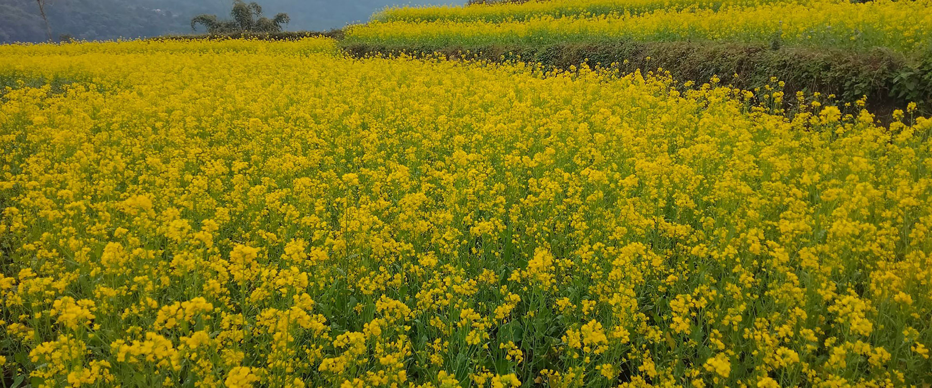 तोरीखेतीतर्फ आकर्षित हुँदै भद्रपुरका किसान