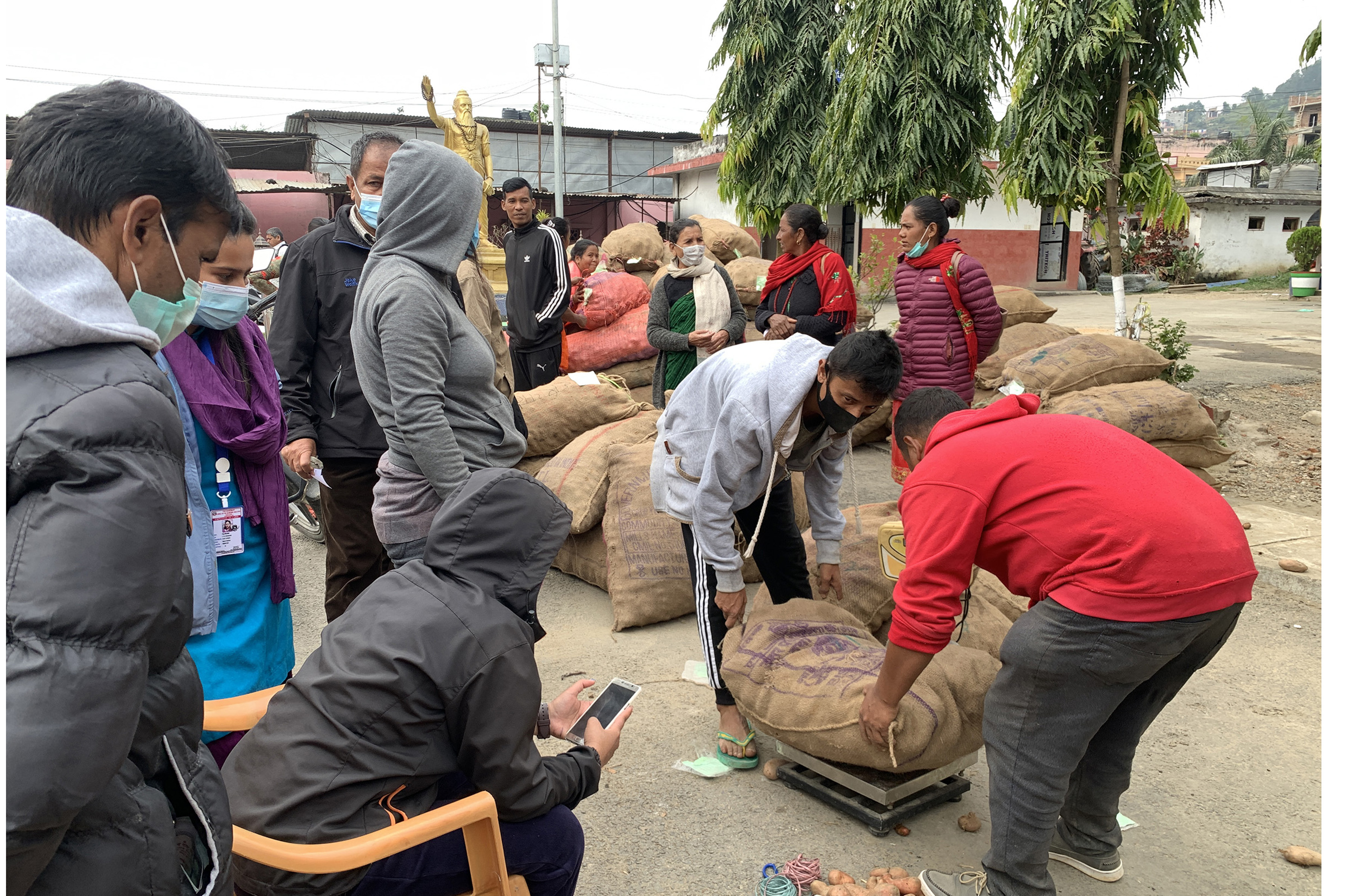 आलुको बीउ लिँदै कृषक