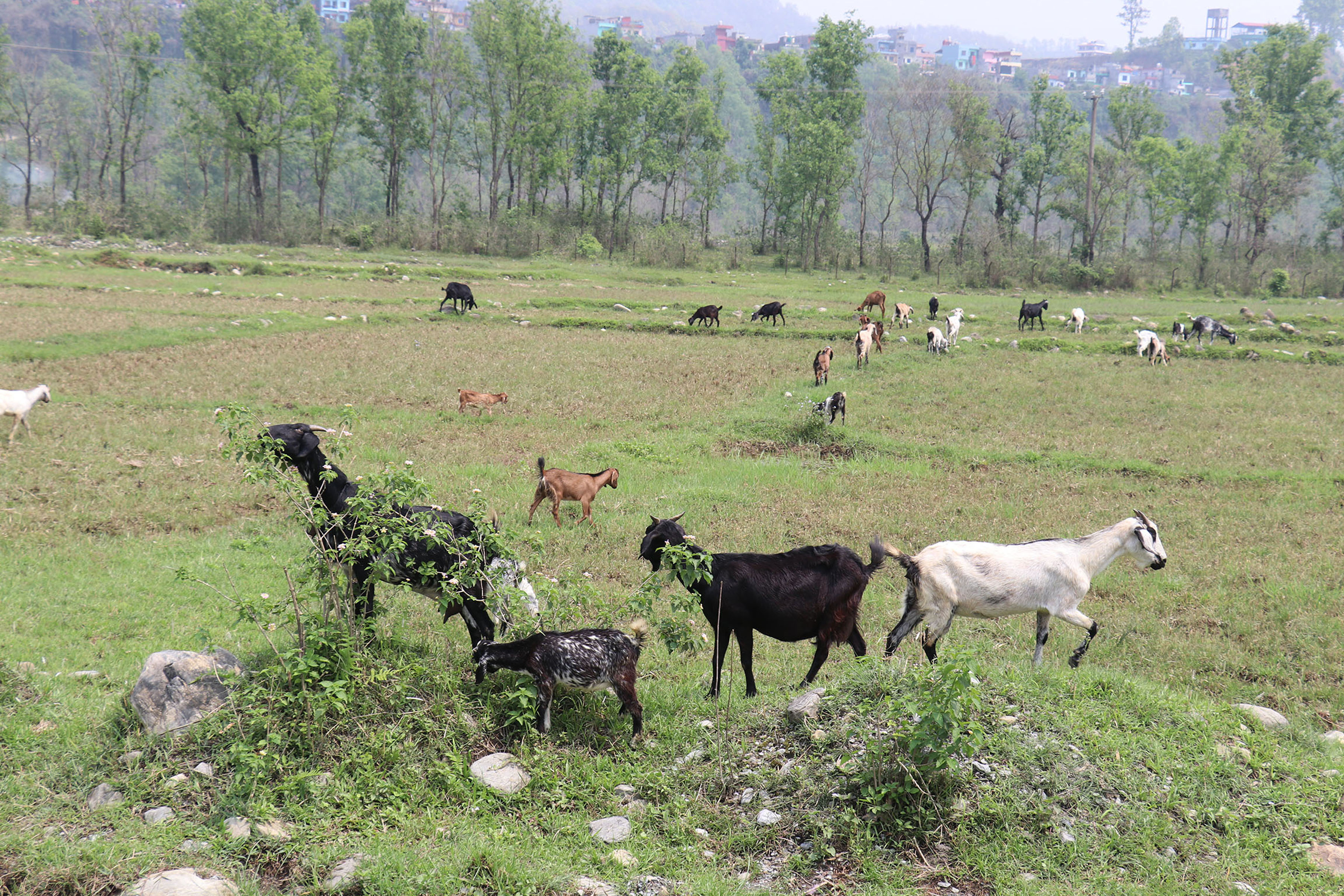 चर्दै गरेका बाख्रा