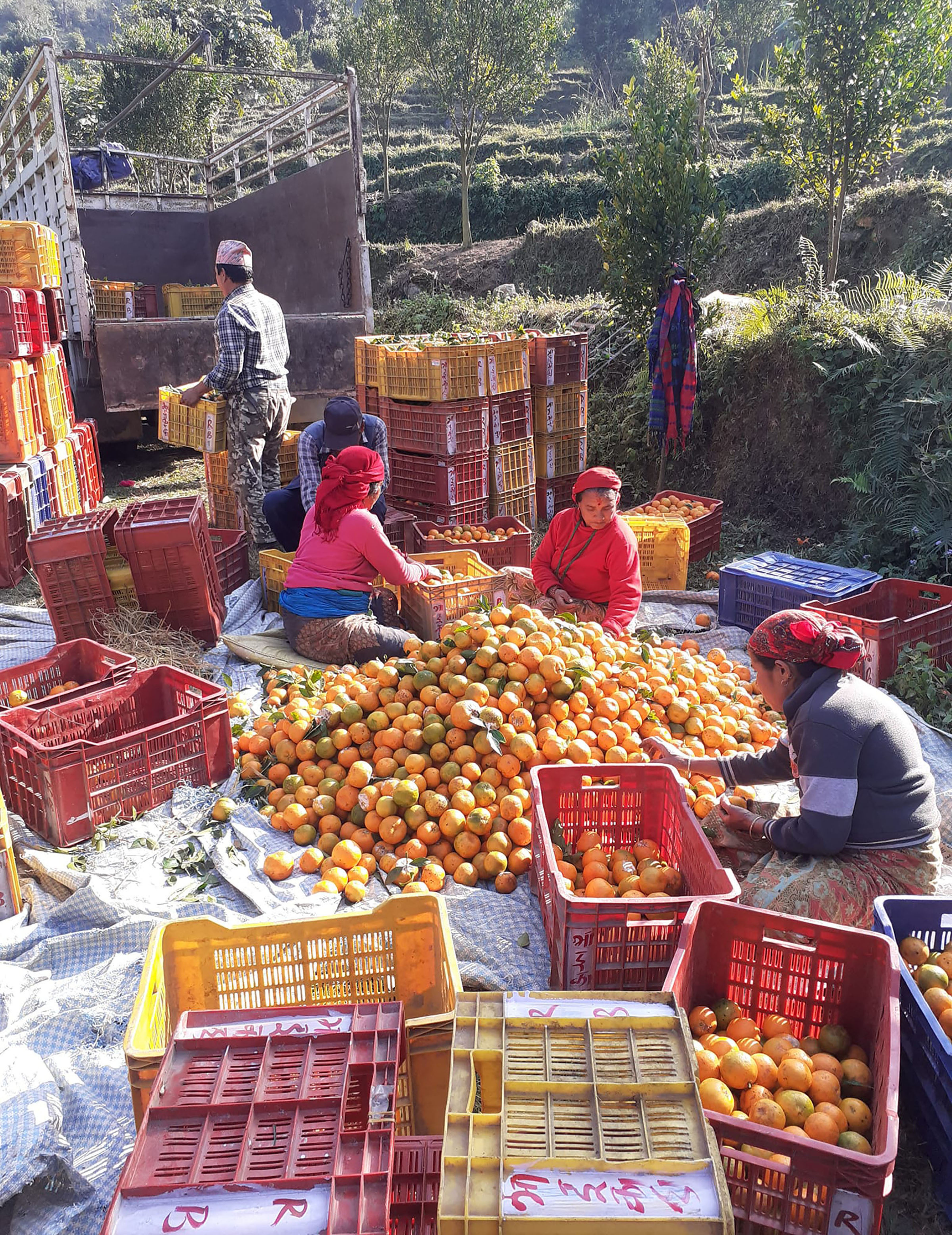 सुन्तला बजार पठाउने तयारी