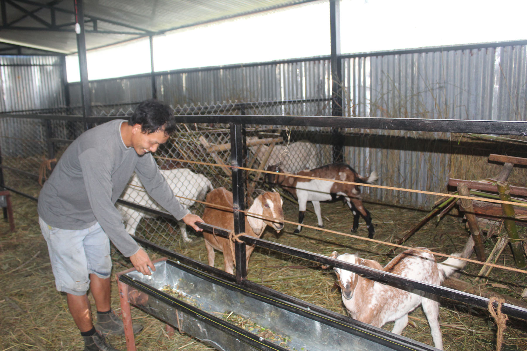 कोरियाबाट फर्केर बाख्रापालन