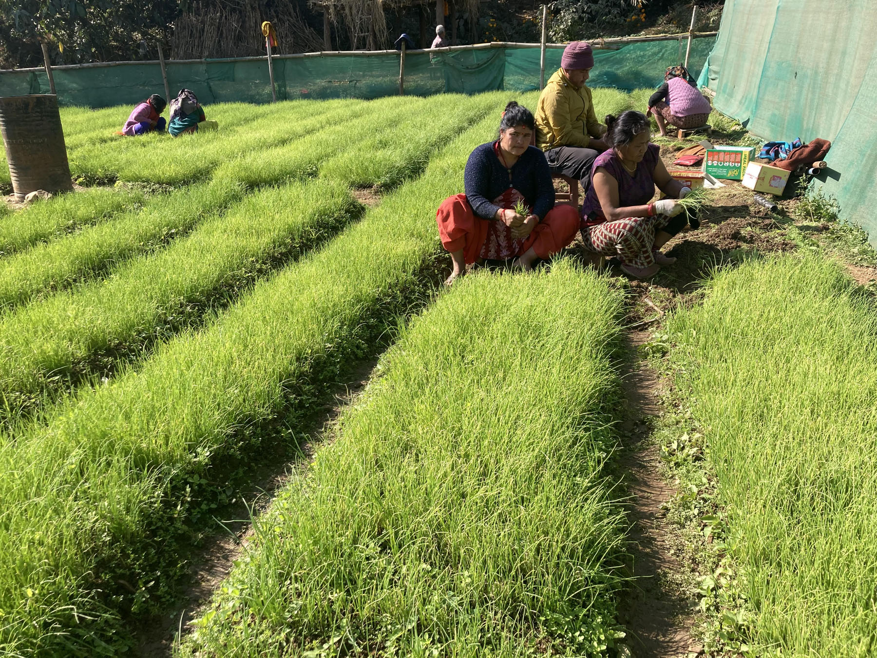 प्याजका विरुवा