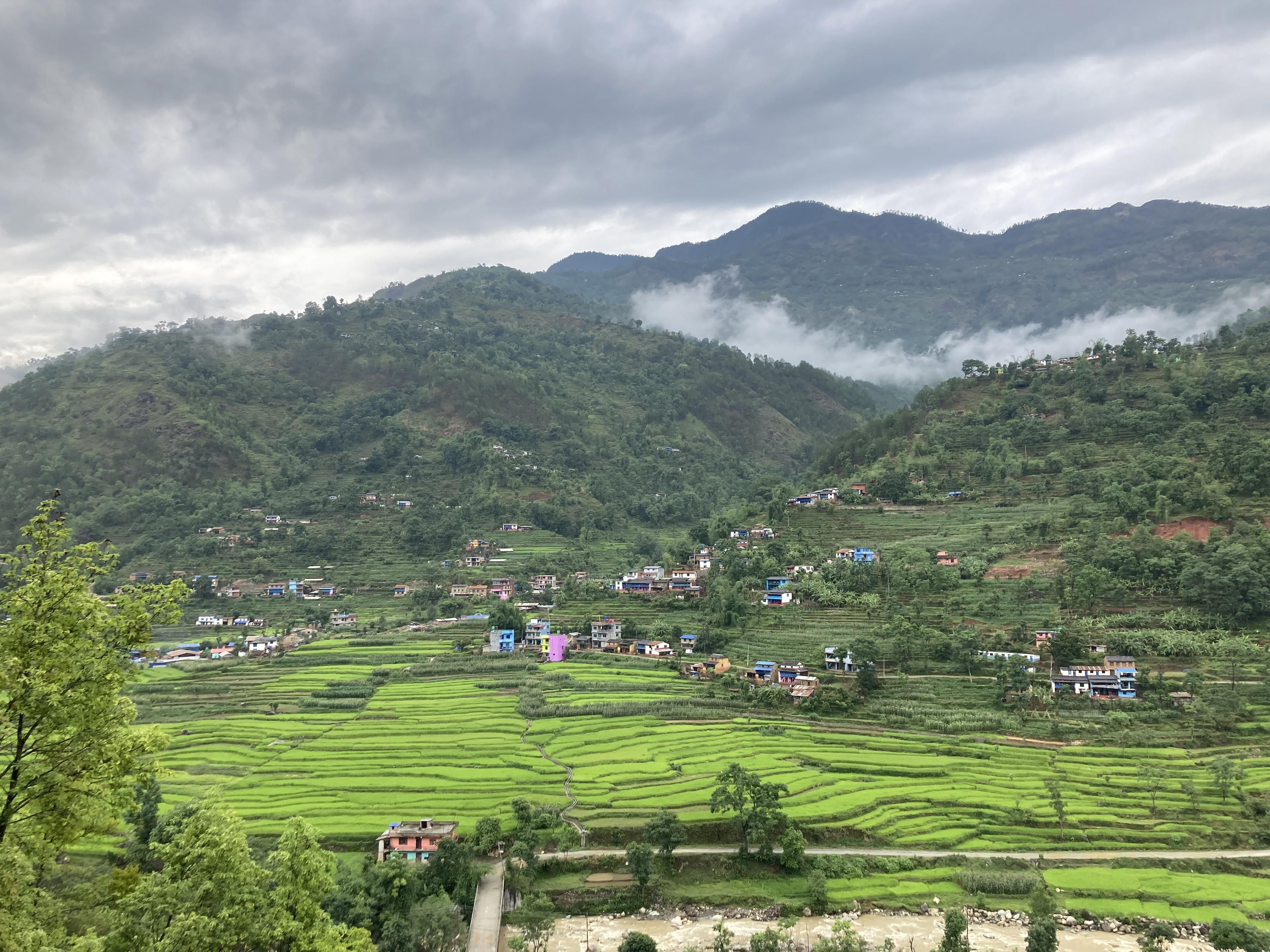 चैत धानको हरियाली