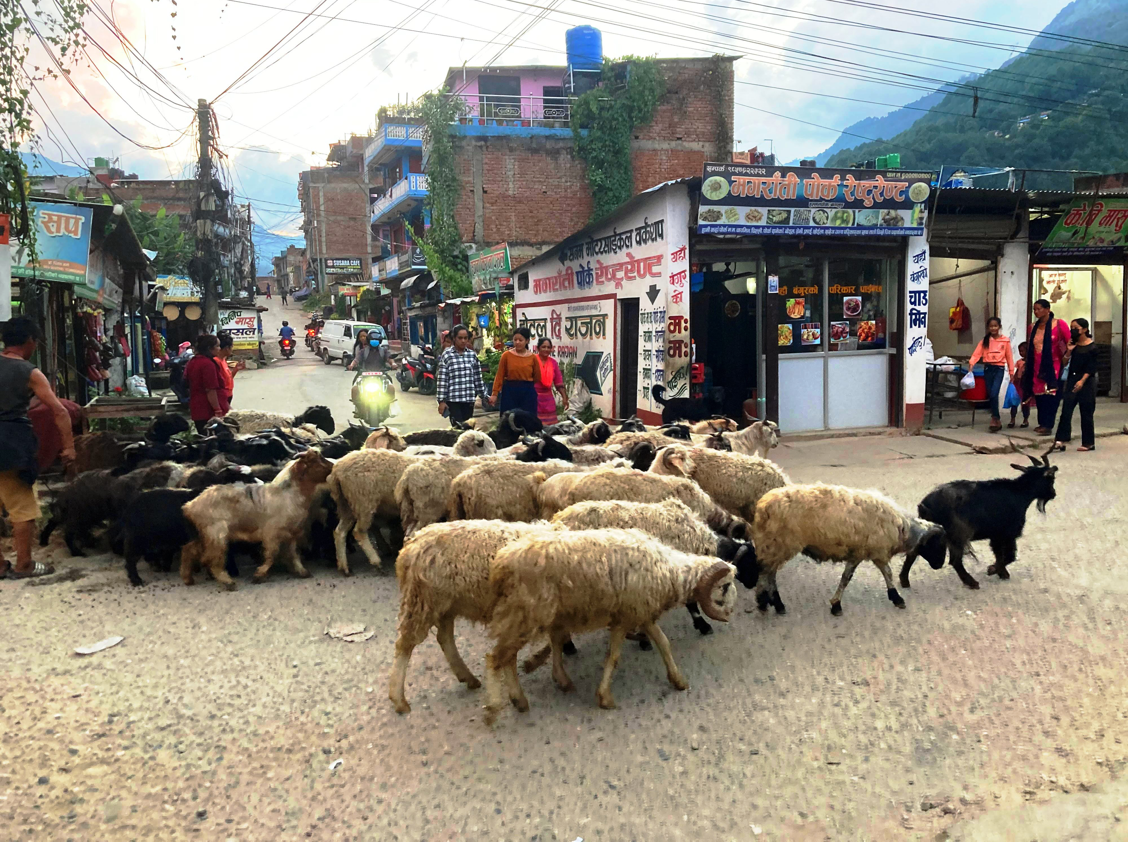 मुस्ताङका भेंडाच्याङ्ग्रा बागलुङमा