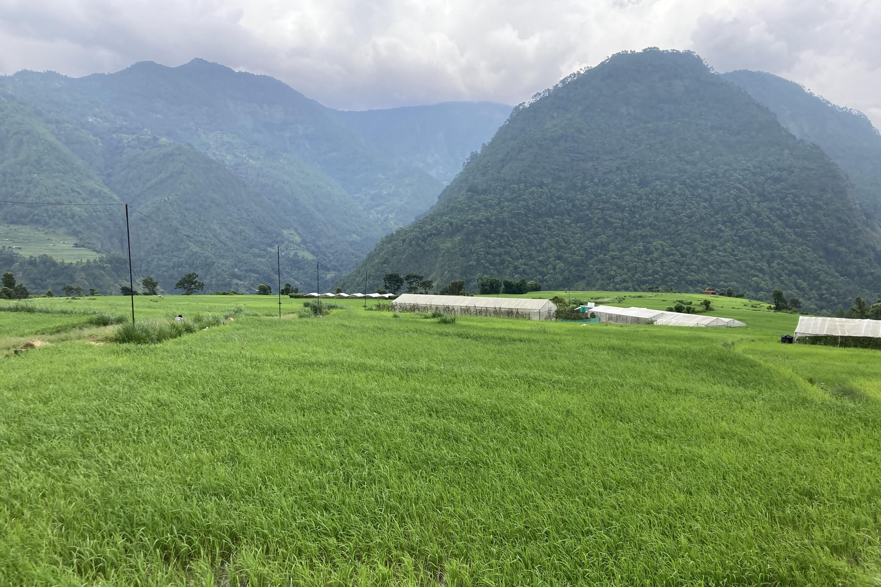 हरियाली धान फाँट