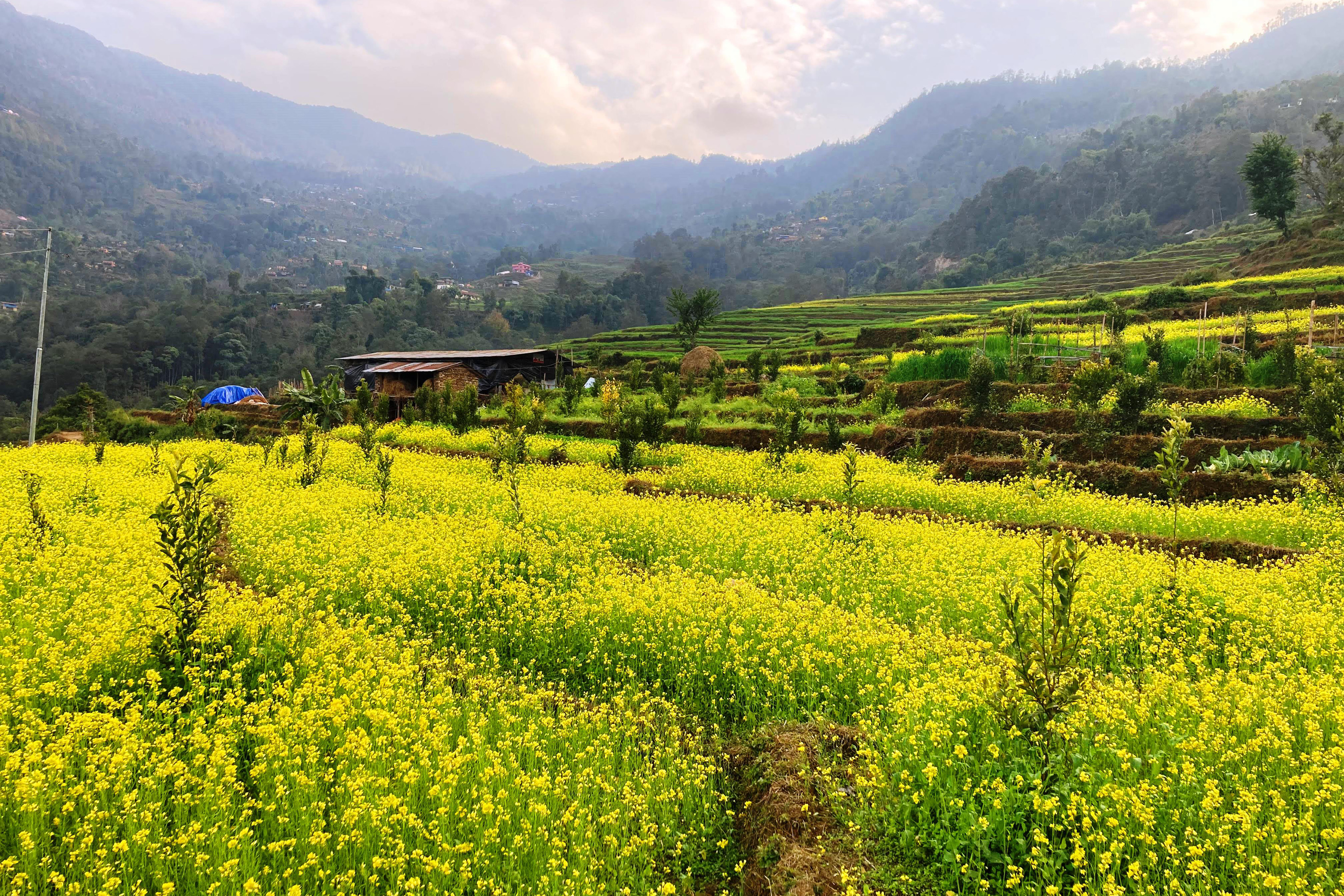 सिगानामा लगाइएको सुन्तलाको बिरुवा