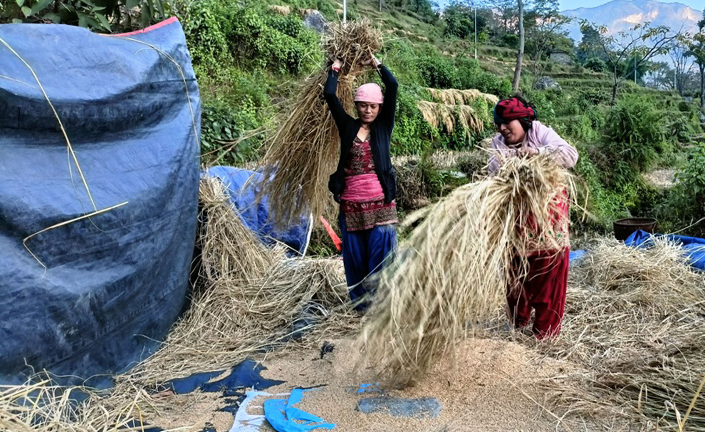 धान झार्दै