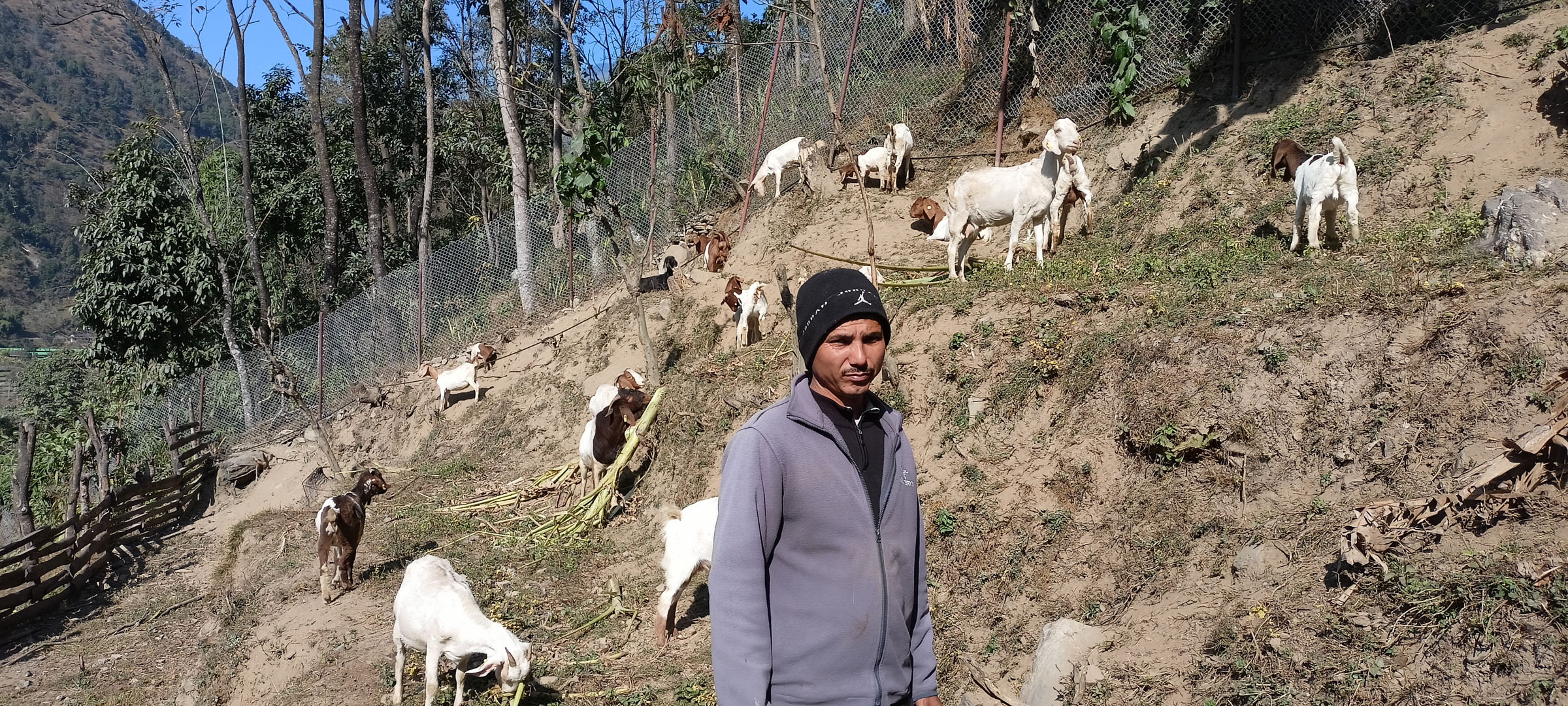 एक करोड ८० लाख लगानीमा सुरु गरिएको उन्नत जातको बाख्रापालन
