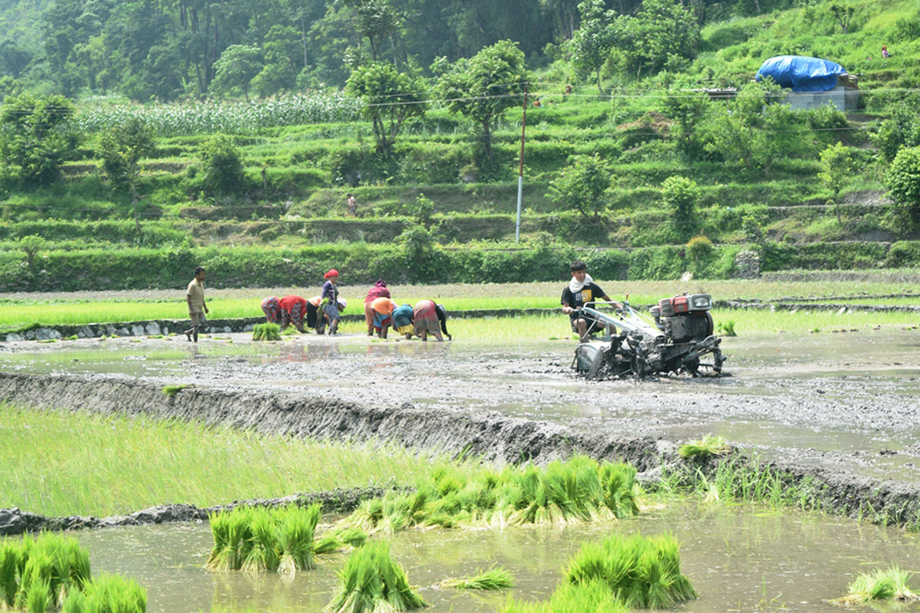 रोपाइँ गर्दै किसान