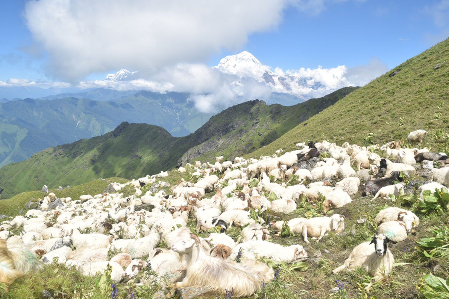 हिमालको काखमा भेडापालन