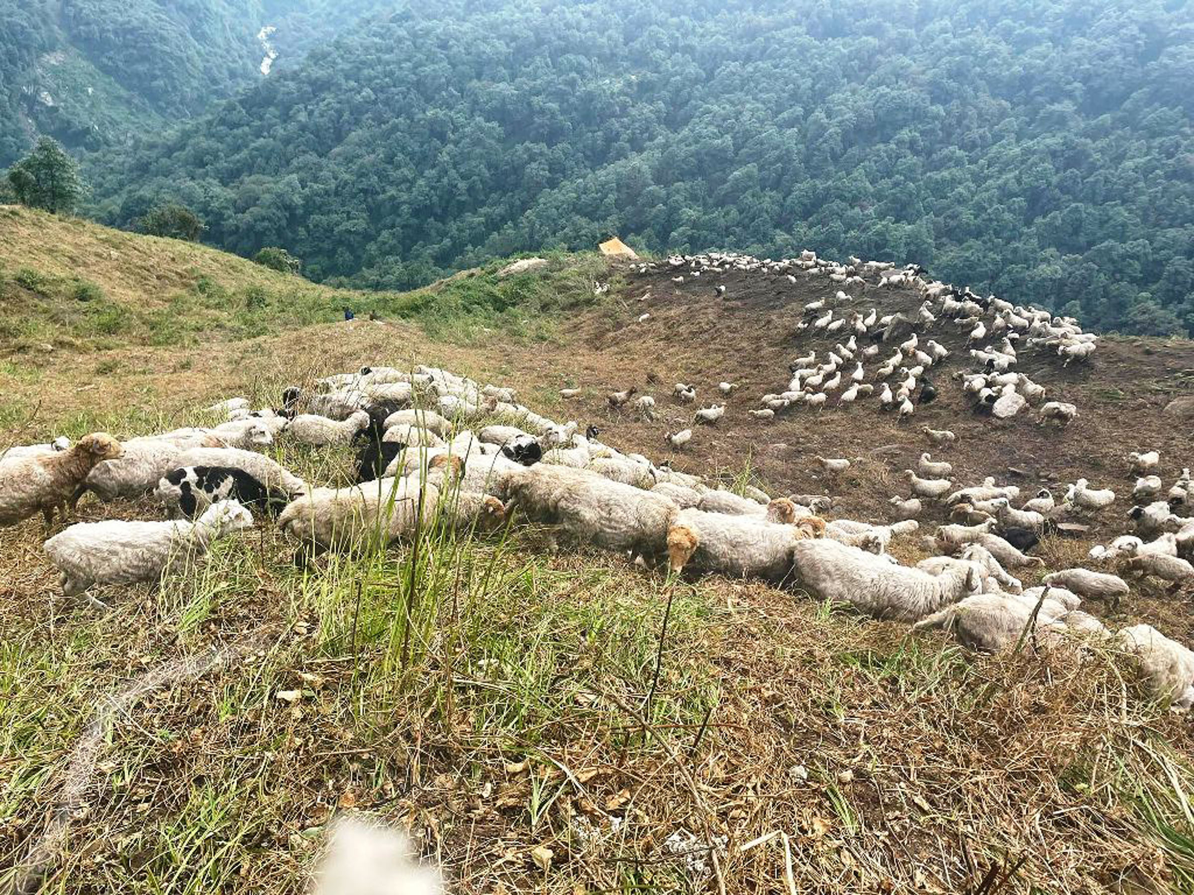 भेडीगोठका भेडा