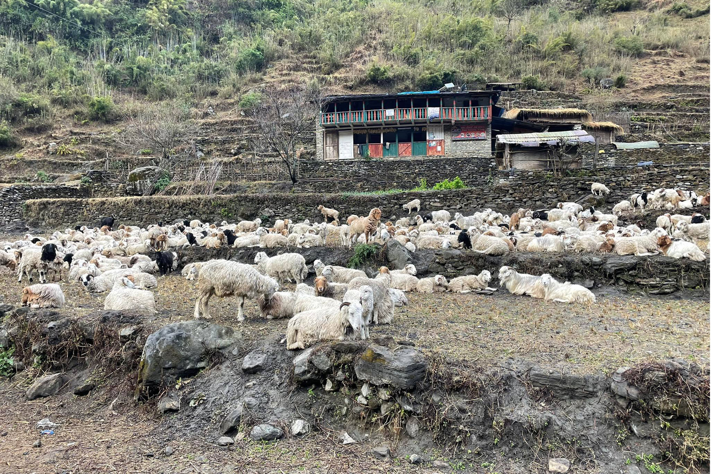 भेडा पालन