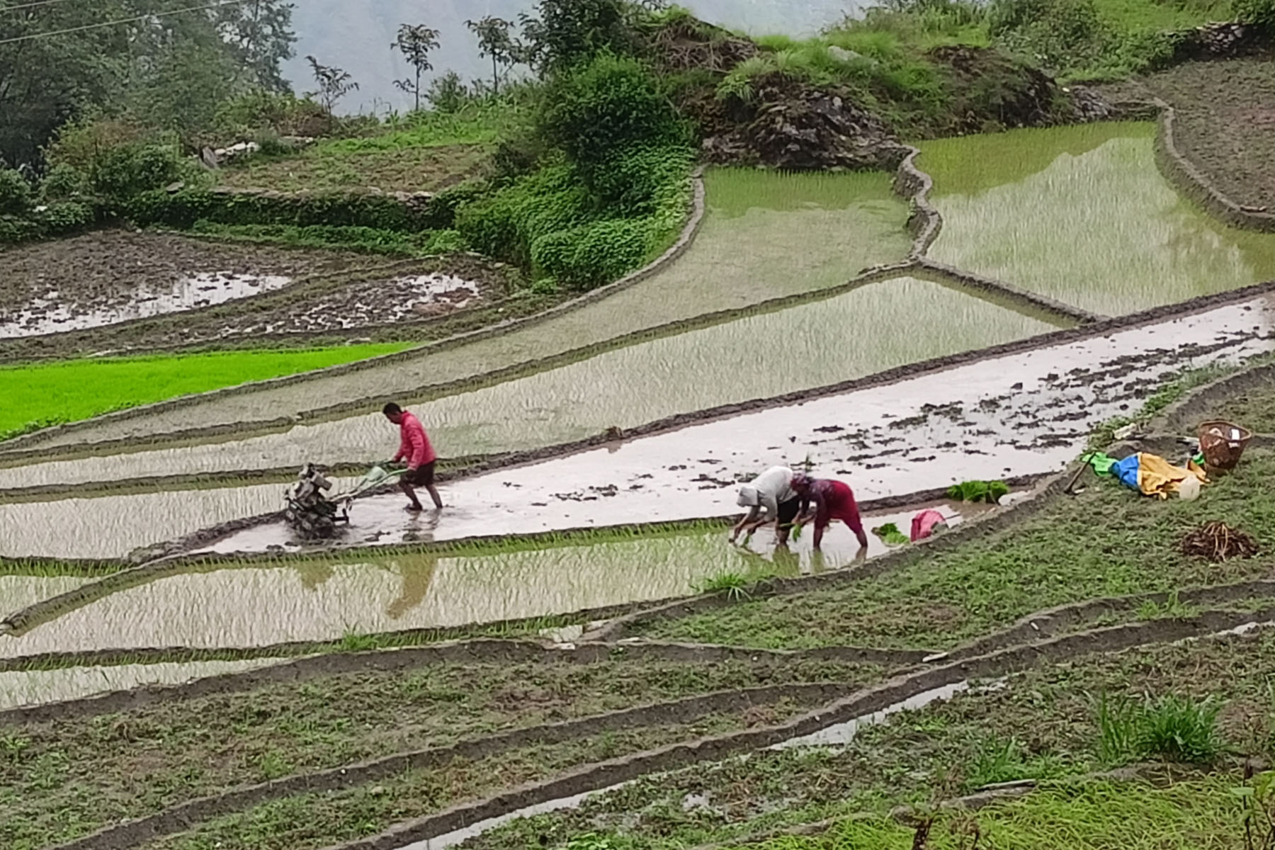 ट्याक्टरले खेत जोतेर धान रोपाइँ