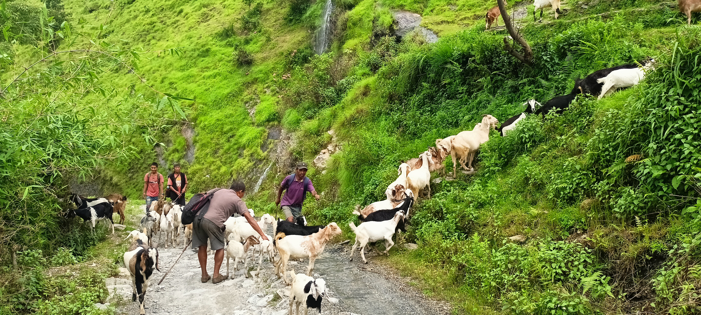 चरनबाट घर लैजाँदै बाख्रा