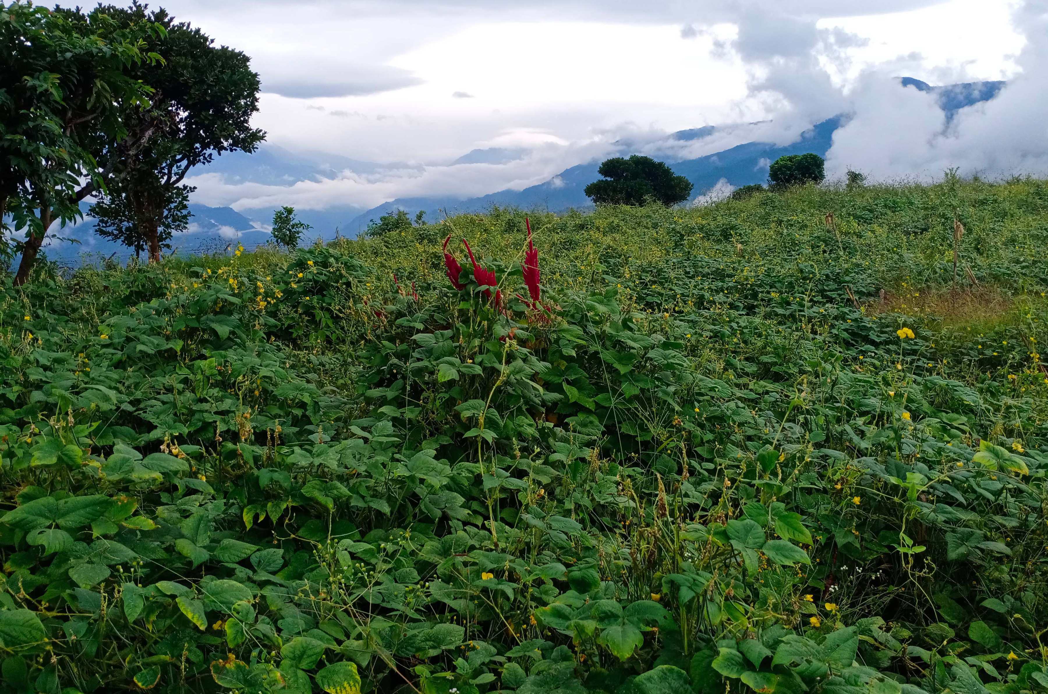 व्यावसायिक रुपमा गरिएको मस्याङखेती