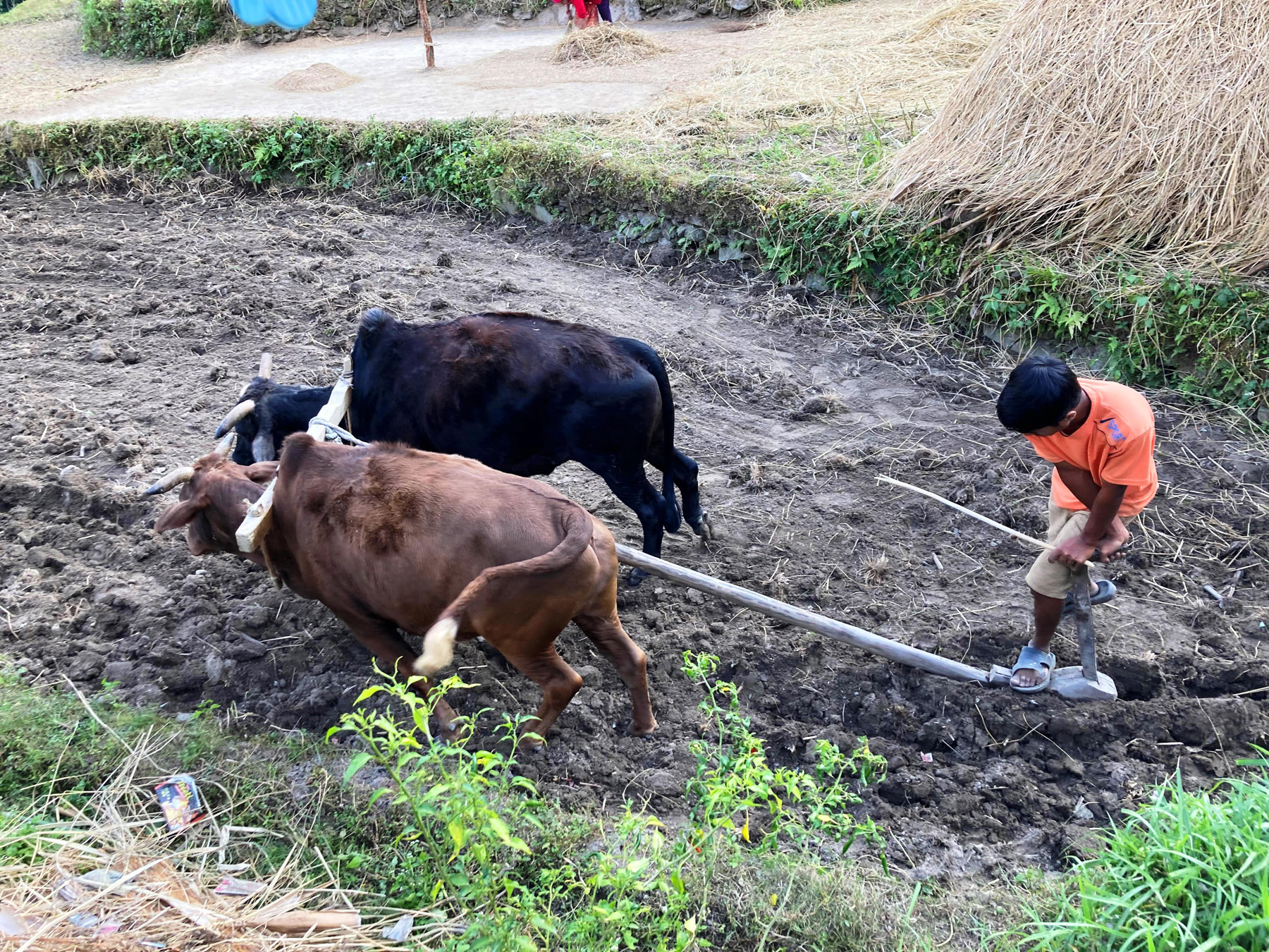 गहुँ छर्ने तयारी