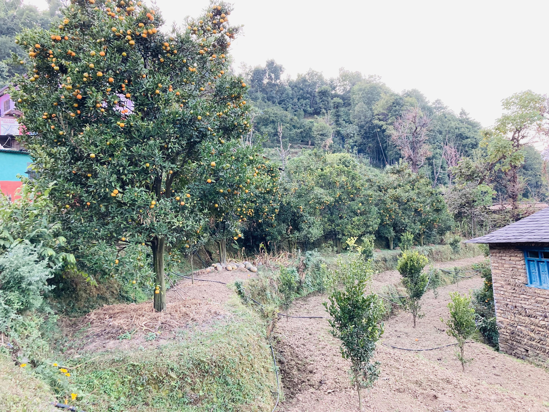 लटरम्म फलेका सुन्तला
