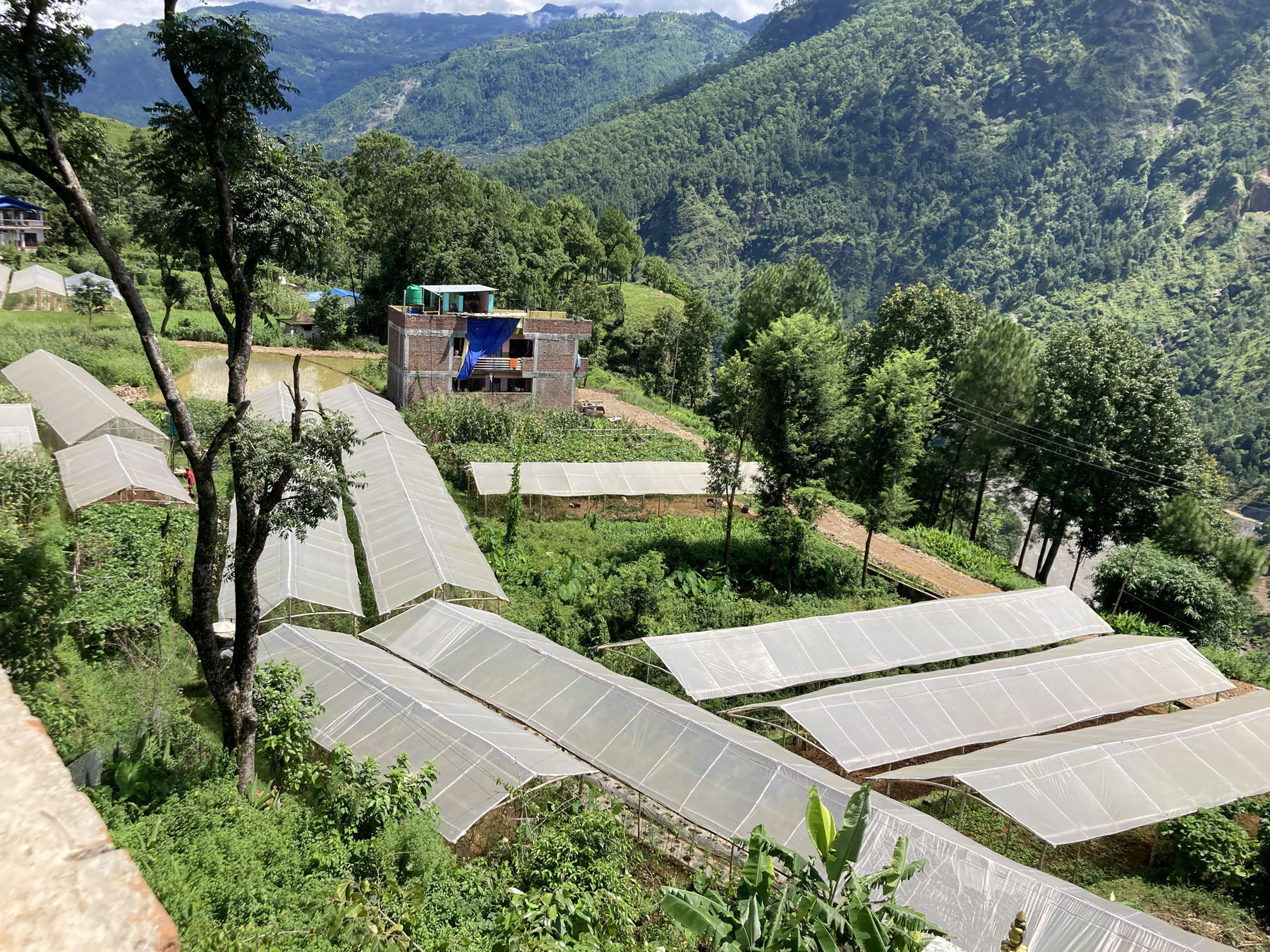 टनेलमार्फत् तरकारी खेती