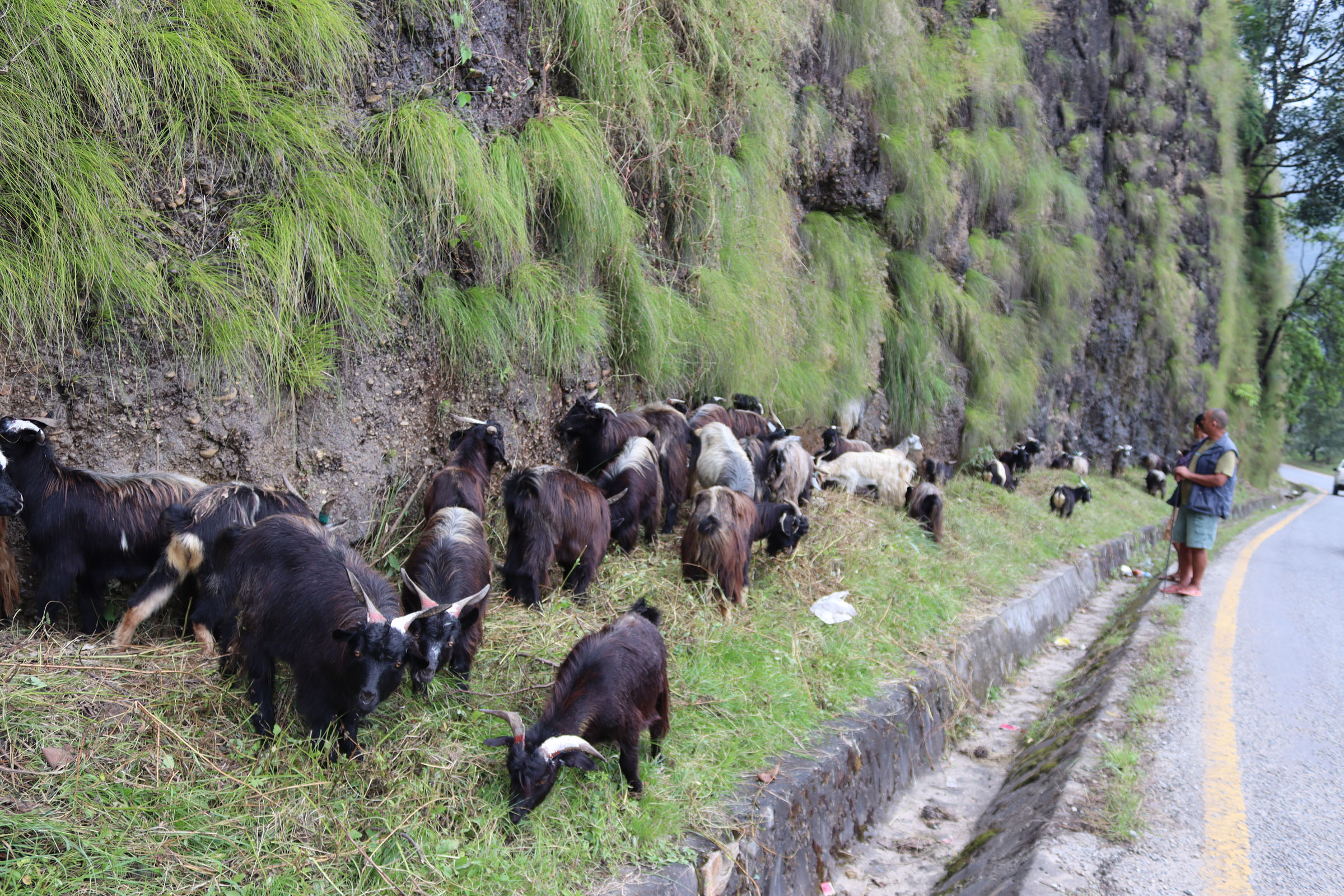 च्याङ्ग्रा ल्याउने निर्णयबाट खाद्य व्यापार कम्पनी पछि हट्दा उपभोक्तालाई मूल्यवृद्धिको मार