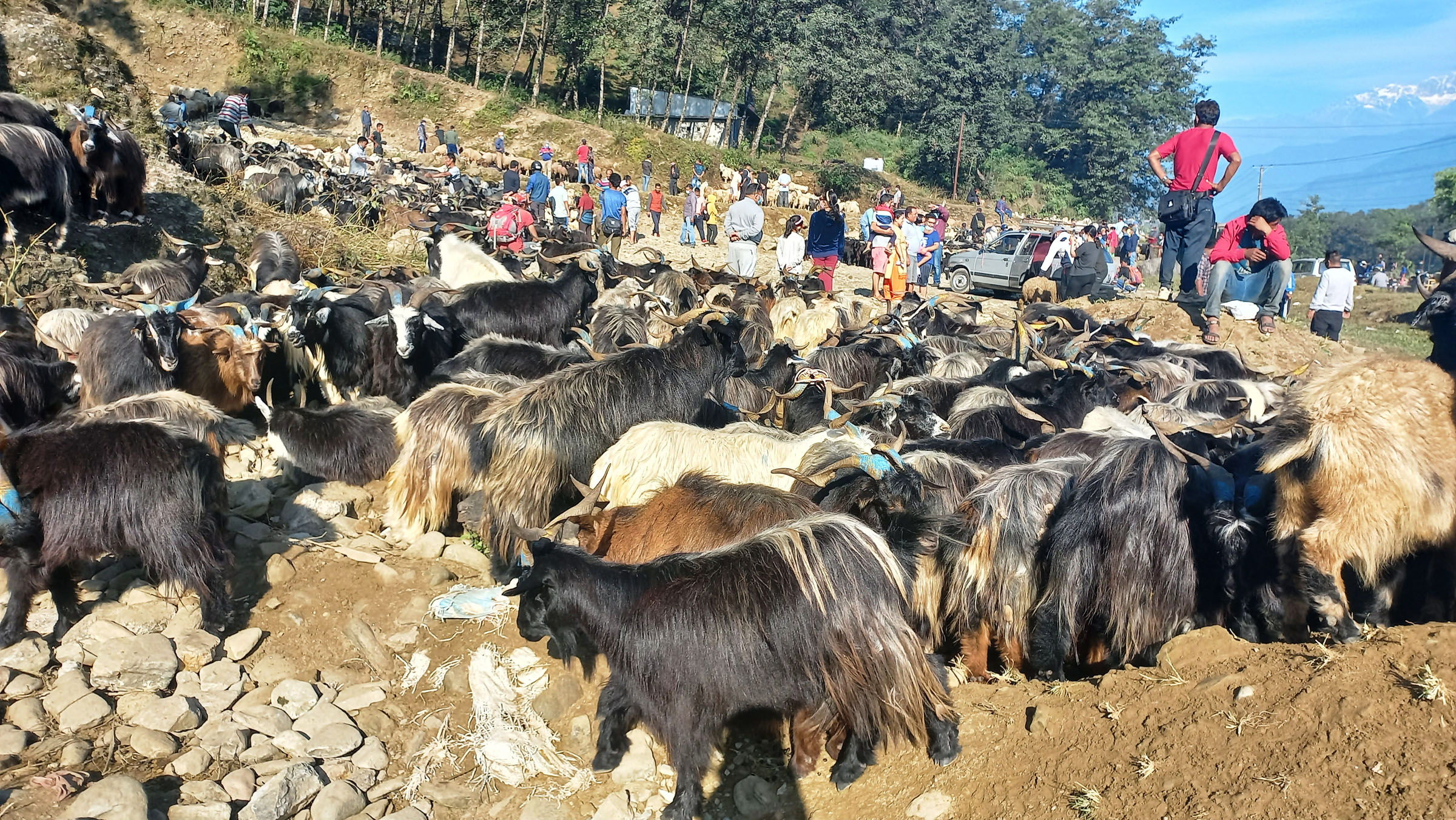 बिक्रीका लागि राखिएका च्याङ्ग्रा