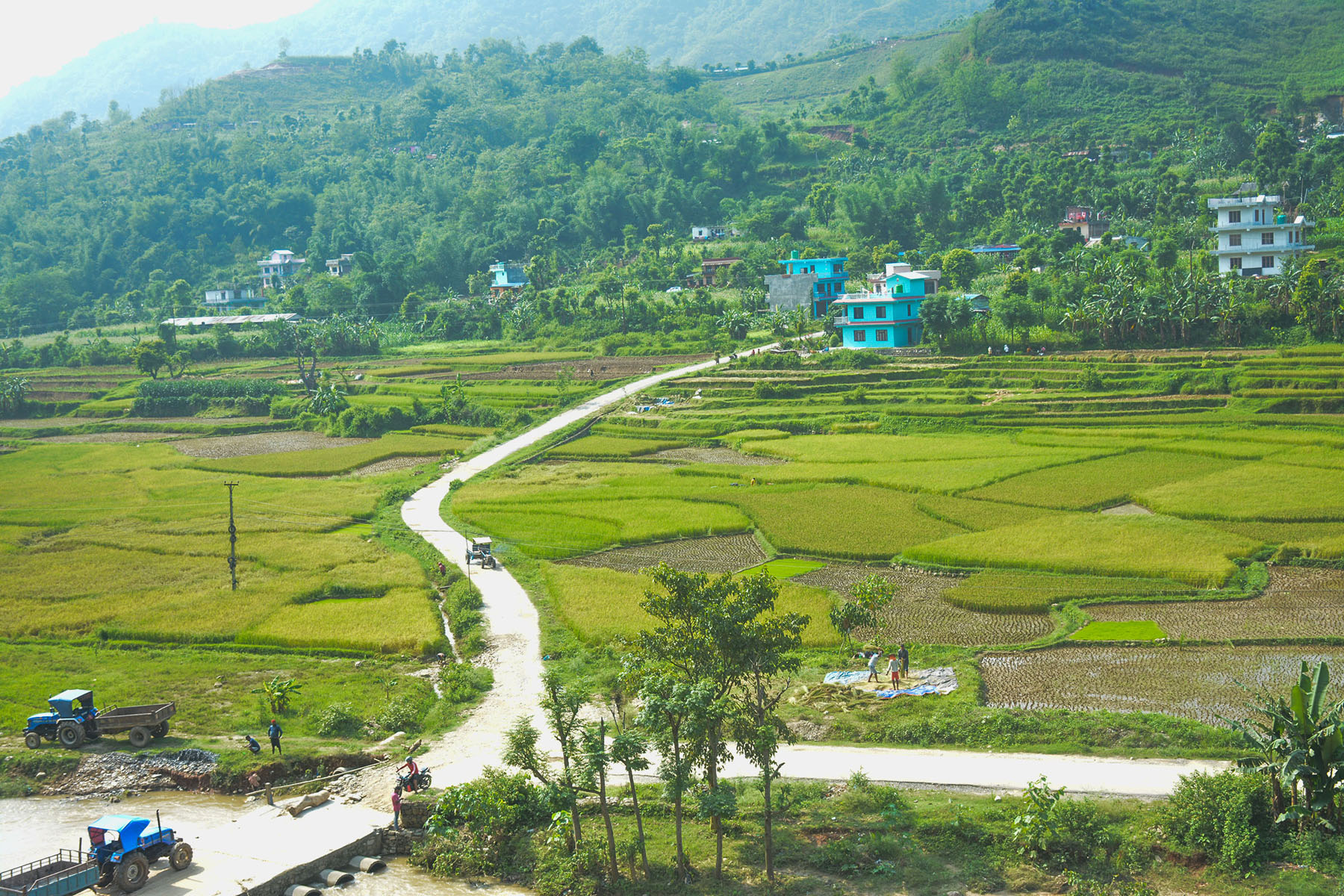 धान खेत