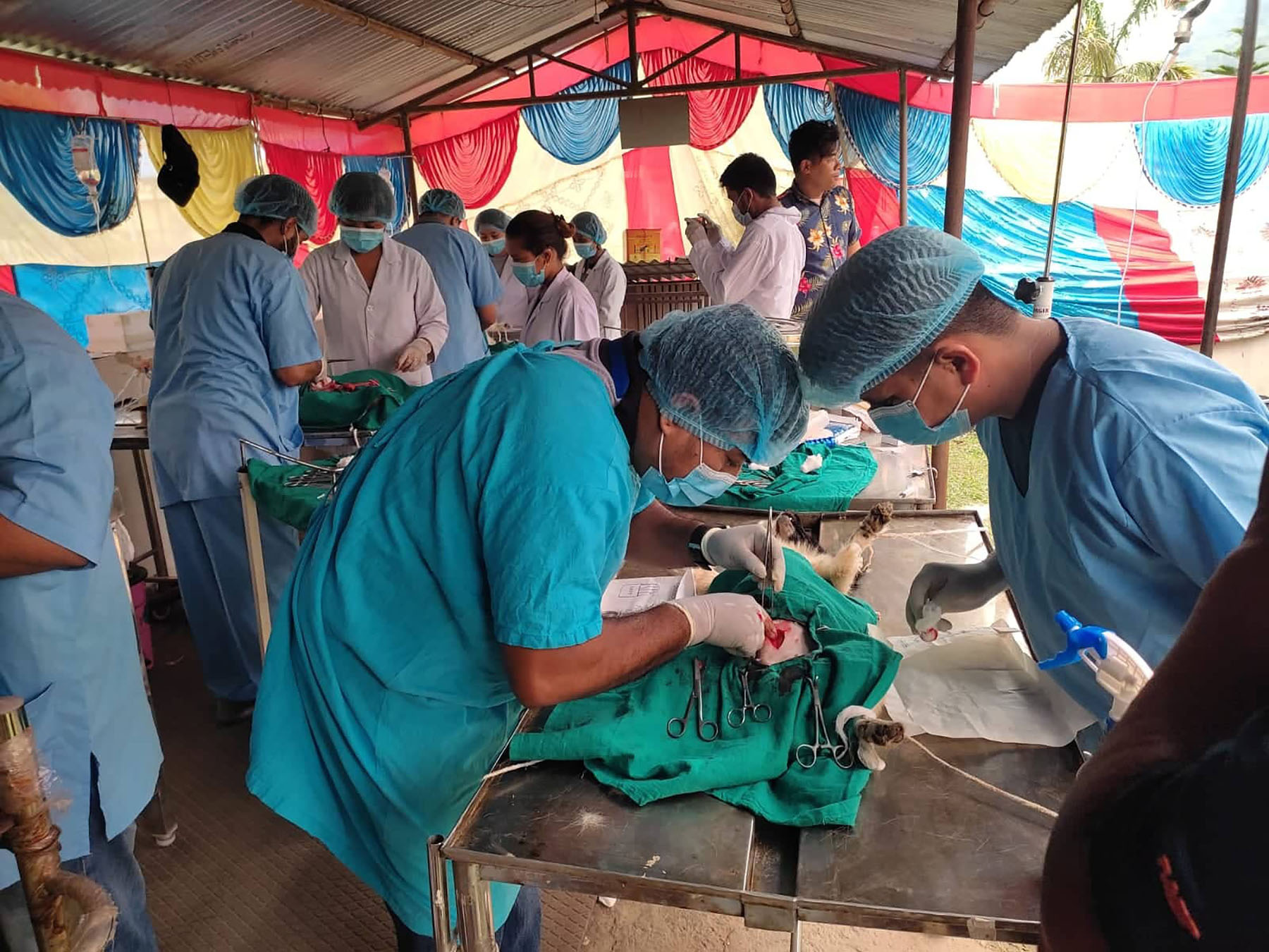 कुकुरको बन्ध्याकरण