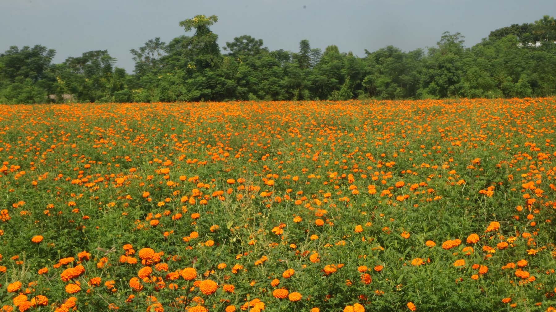ढकमक्क फुलेका सयपत्री फूल