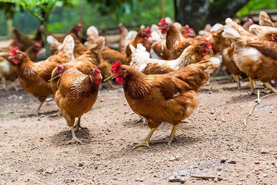 पर्यटन प्रवर्द्धनसँगै पोषण सुधारका लागि कुखुरा वितरण