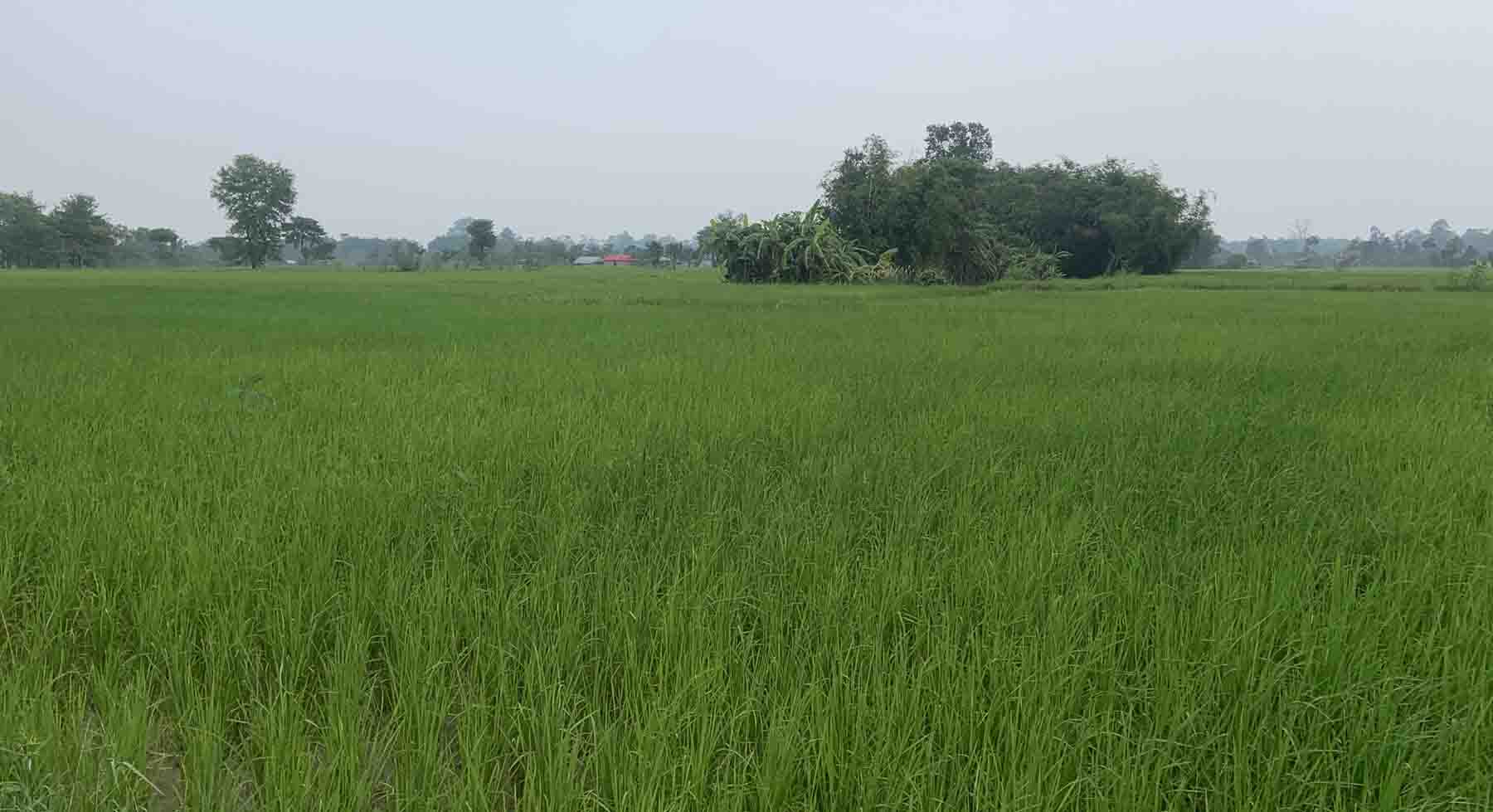 आहा ! हरियाली धानखेती