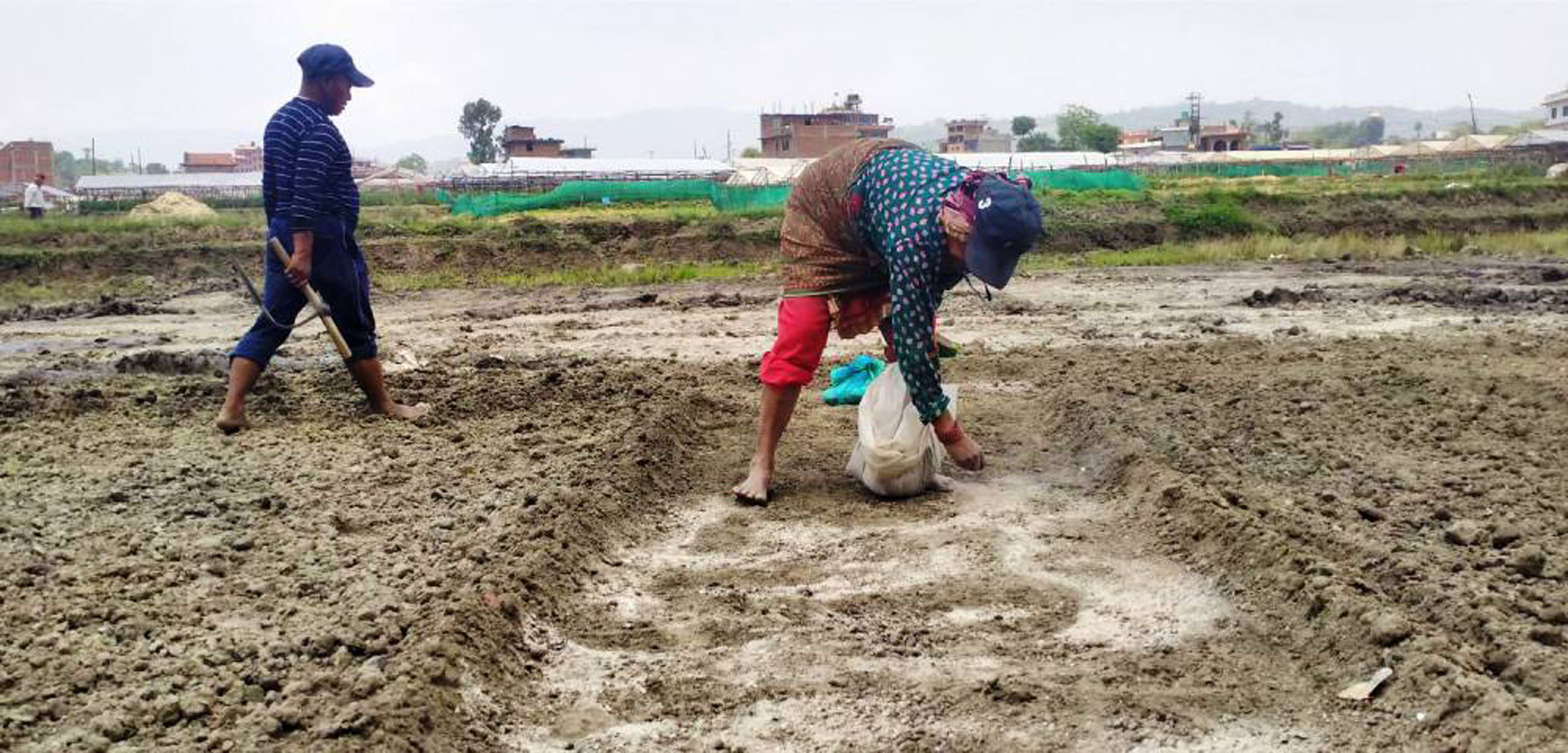 खरानी छर्दै  किसान