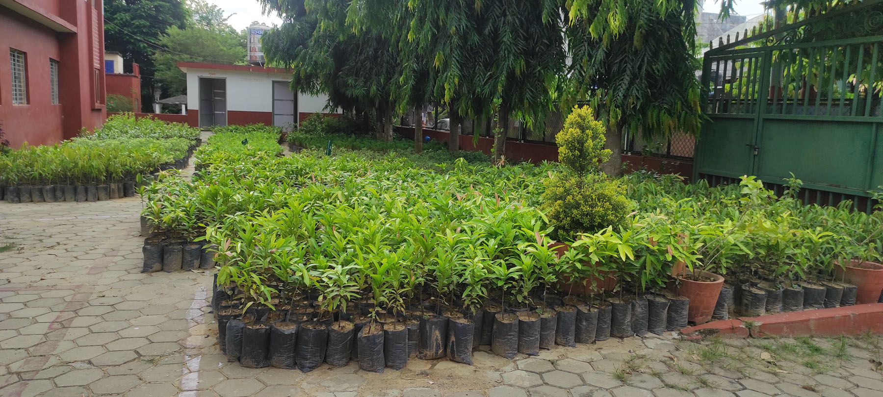 वितरणका लागि राखिएका बिरुवा