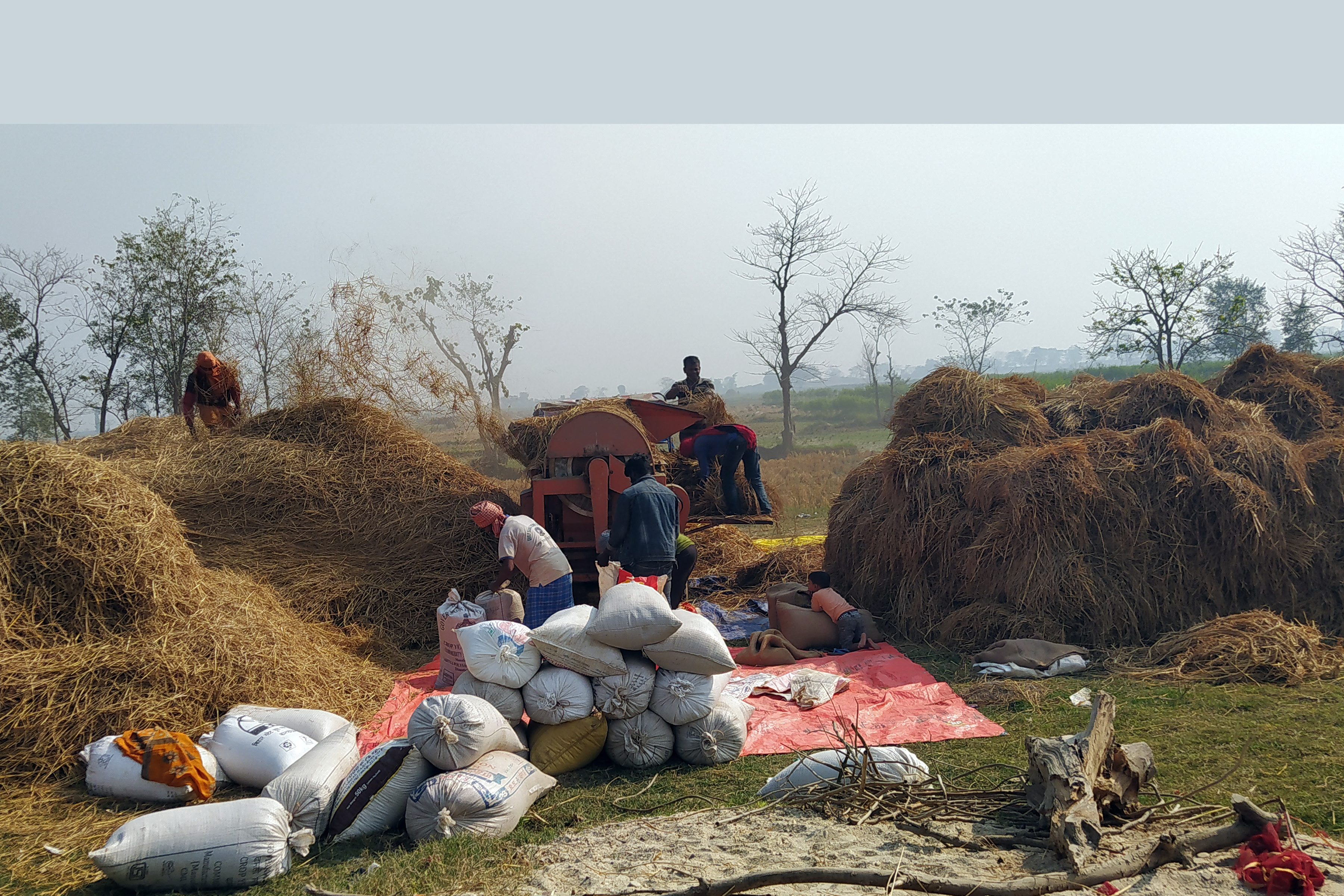 किसानलाई धान भित्र्याउने चटारो