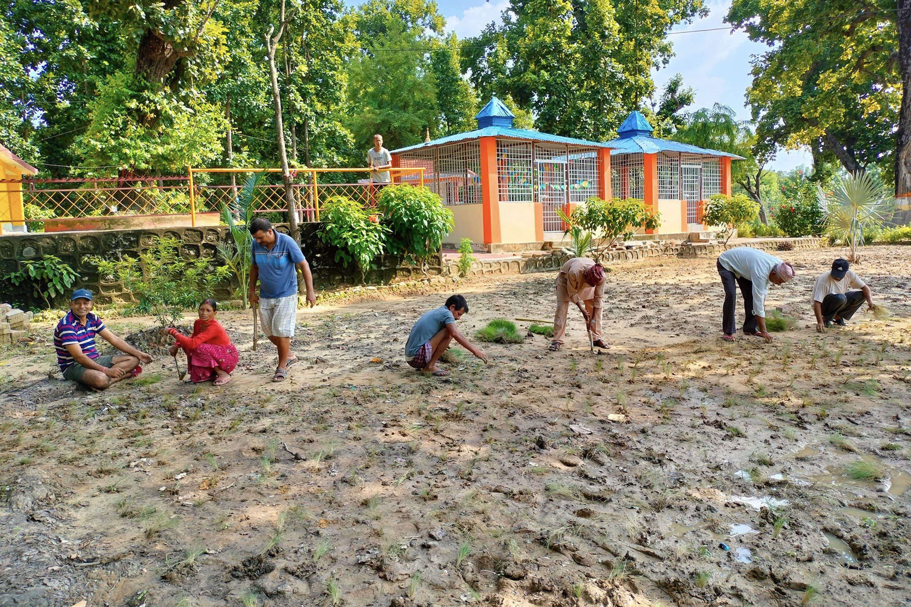 बेलाधाम परिसरमा दुबो रोप्दै स्थानीयवासी
