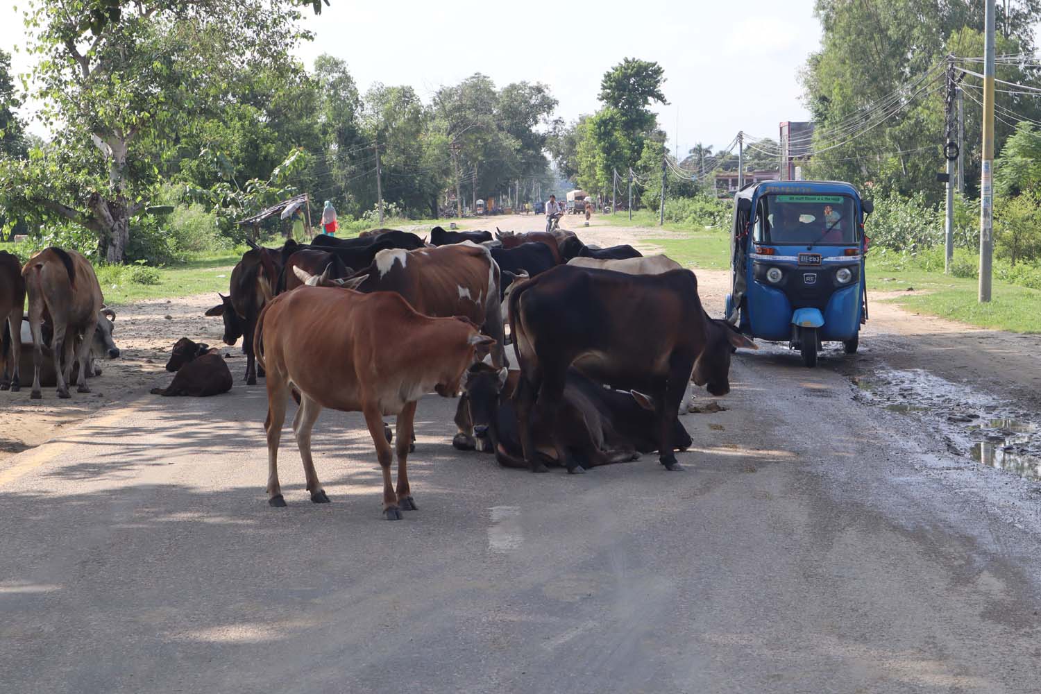 छाडाचौपाया