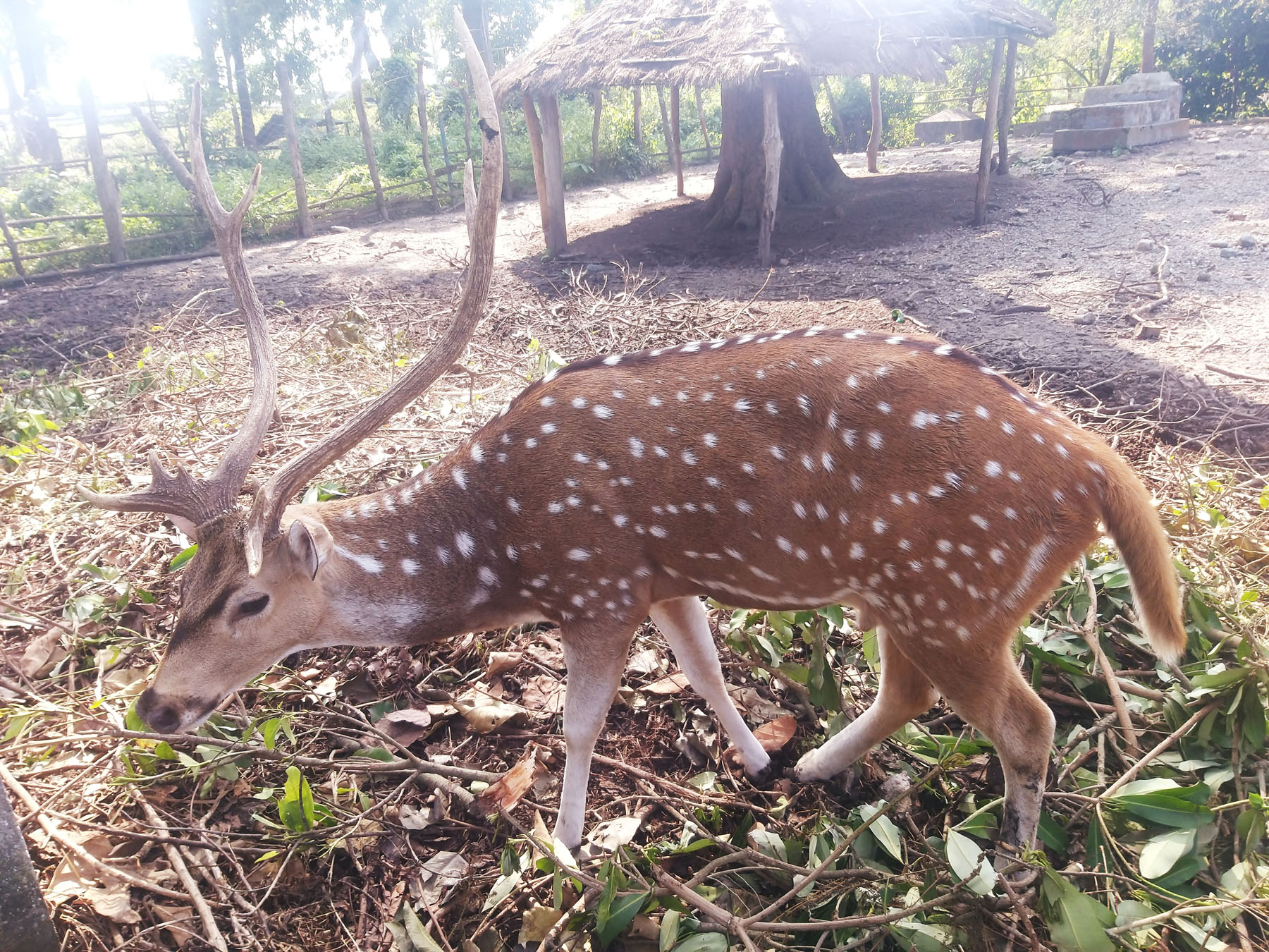 संरक्षण गरी राखिएको चित्तल