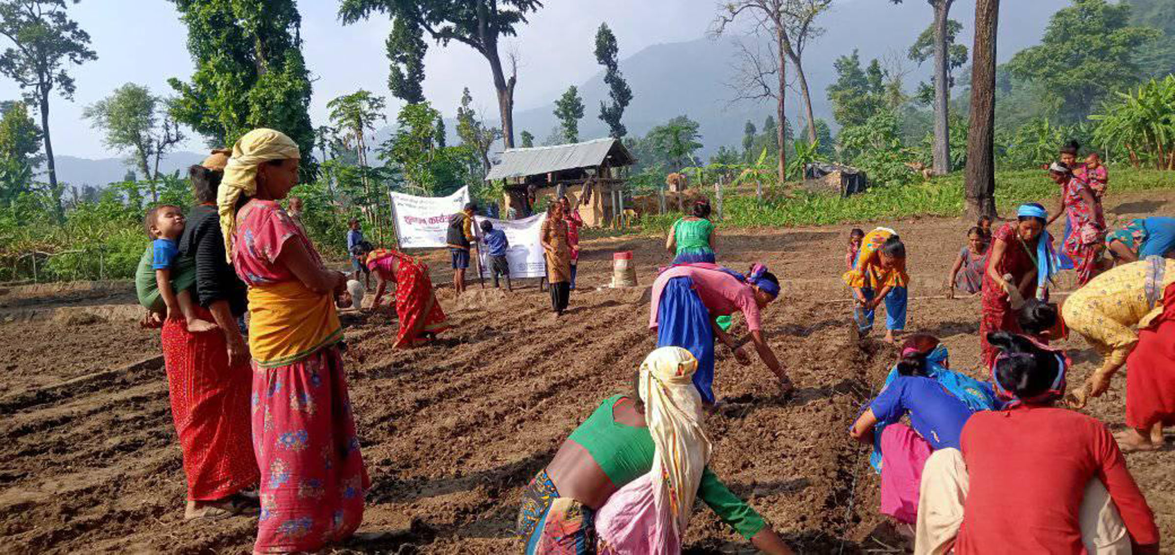 सामूहिक आलुखेती