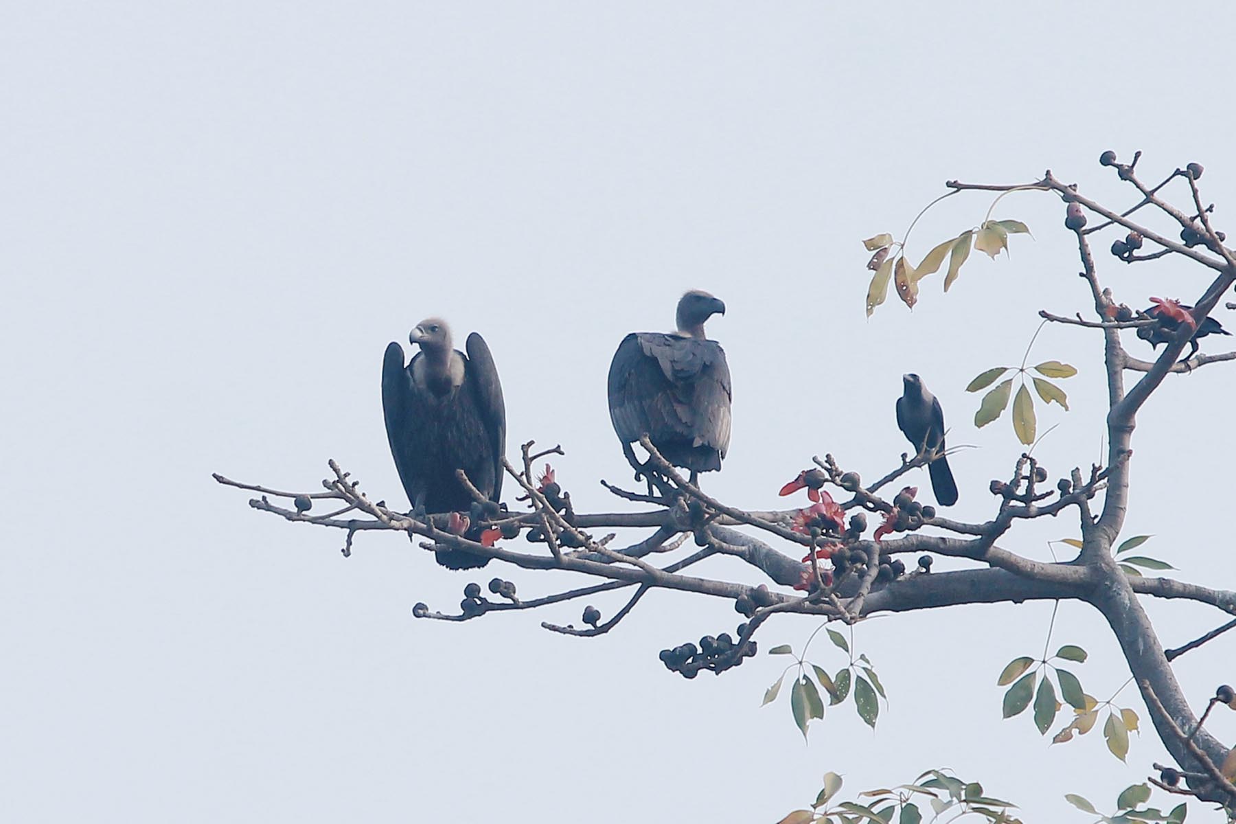 सङ्कटमा गिद्ध