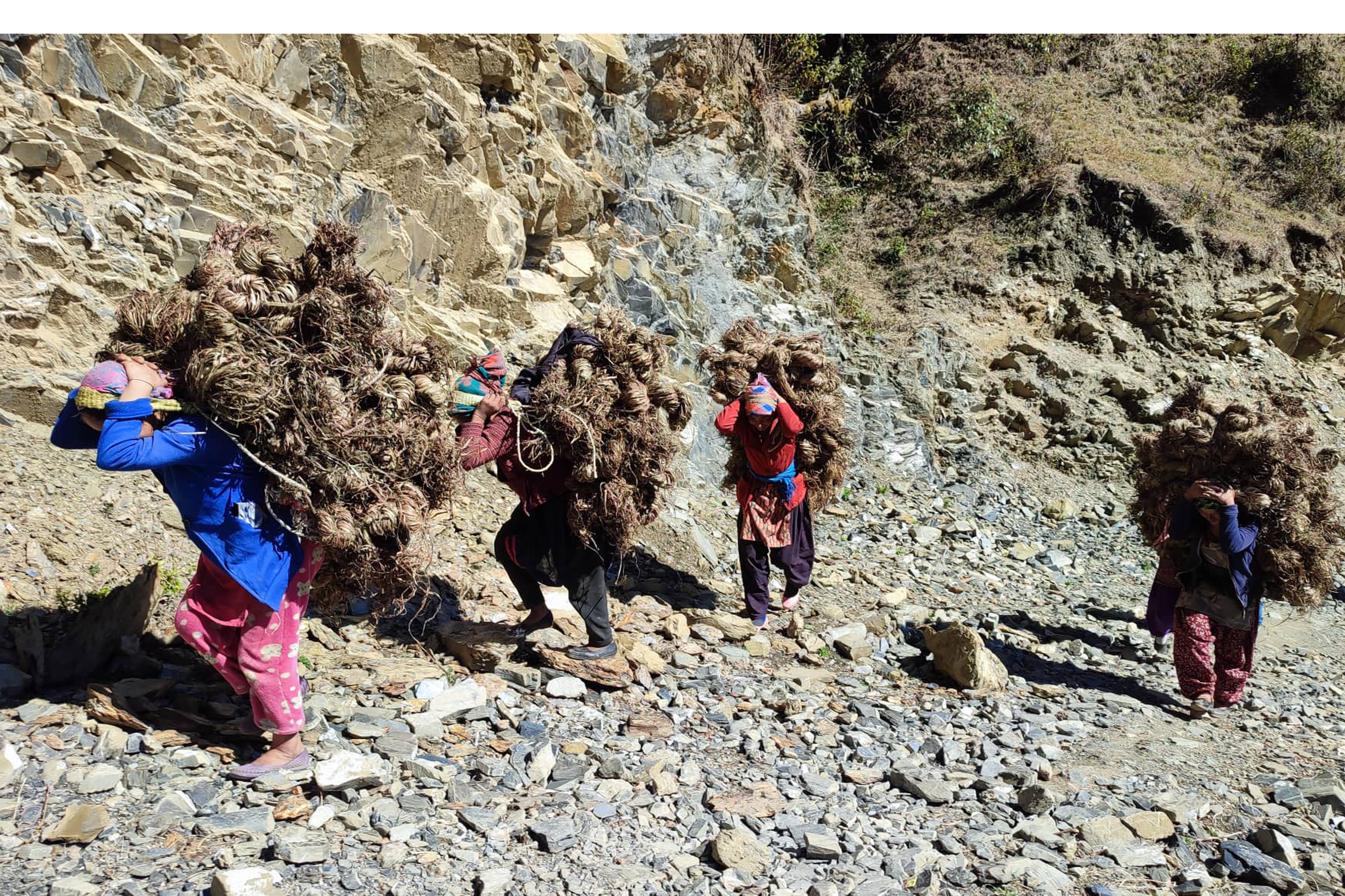 बिक्री गर्न बजार लगिँदै अल्लो,  प्रतिकेजी १०० रुपैयाँ