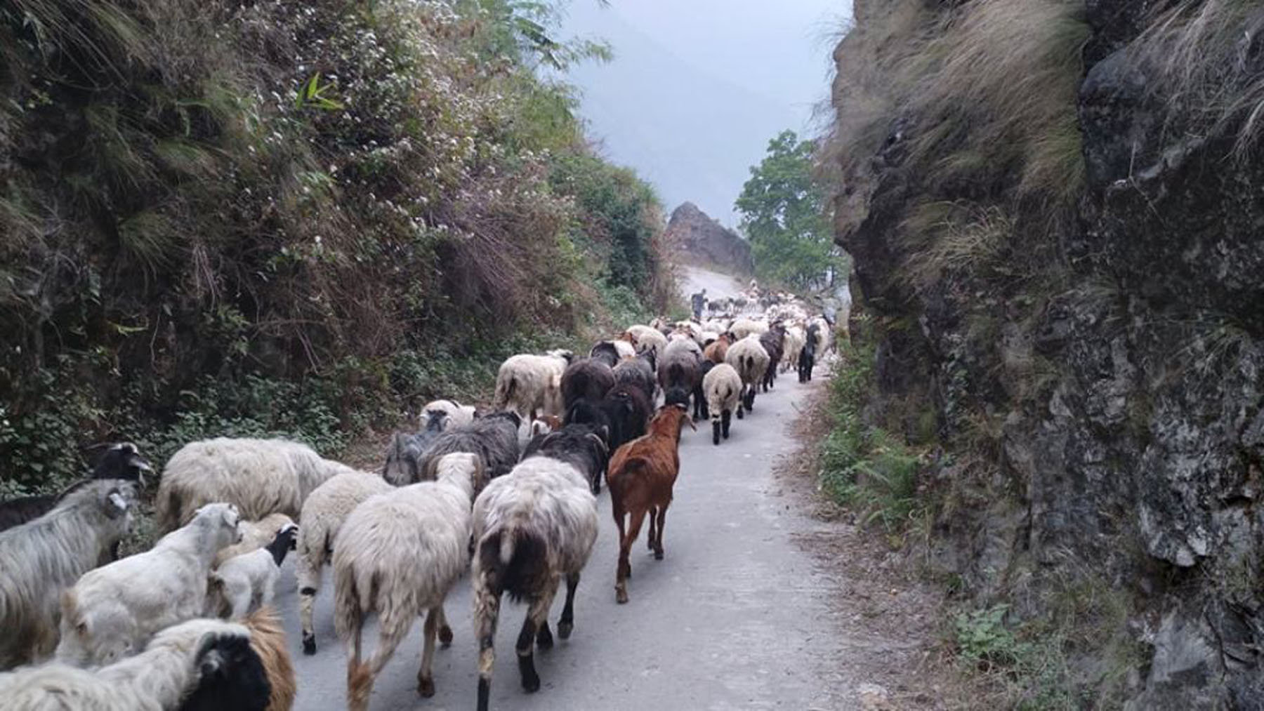 जाडो छल्न झरेका भेंडाच्याङग्रा लेकतर्फ