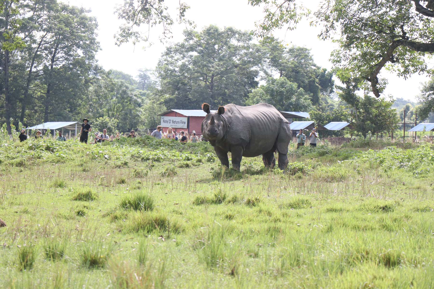 चितवनमा गैँडाको आक्रमणबाट एक जनाको मृत्यु