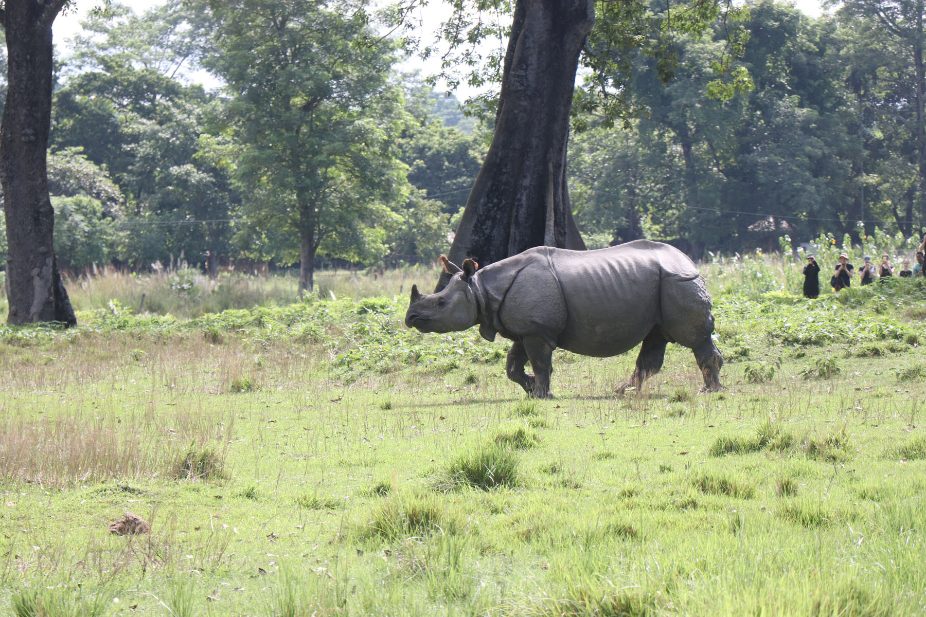 चितवन राष्ट्रिय निकुञ्जमा साउनयता नौ गैँडाको मृत्यु