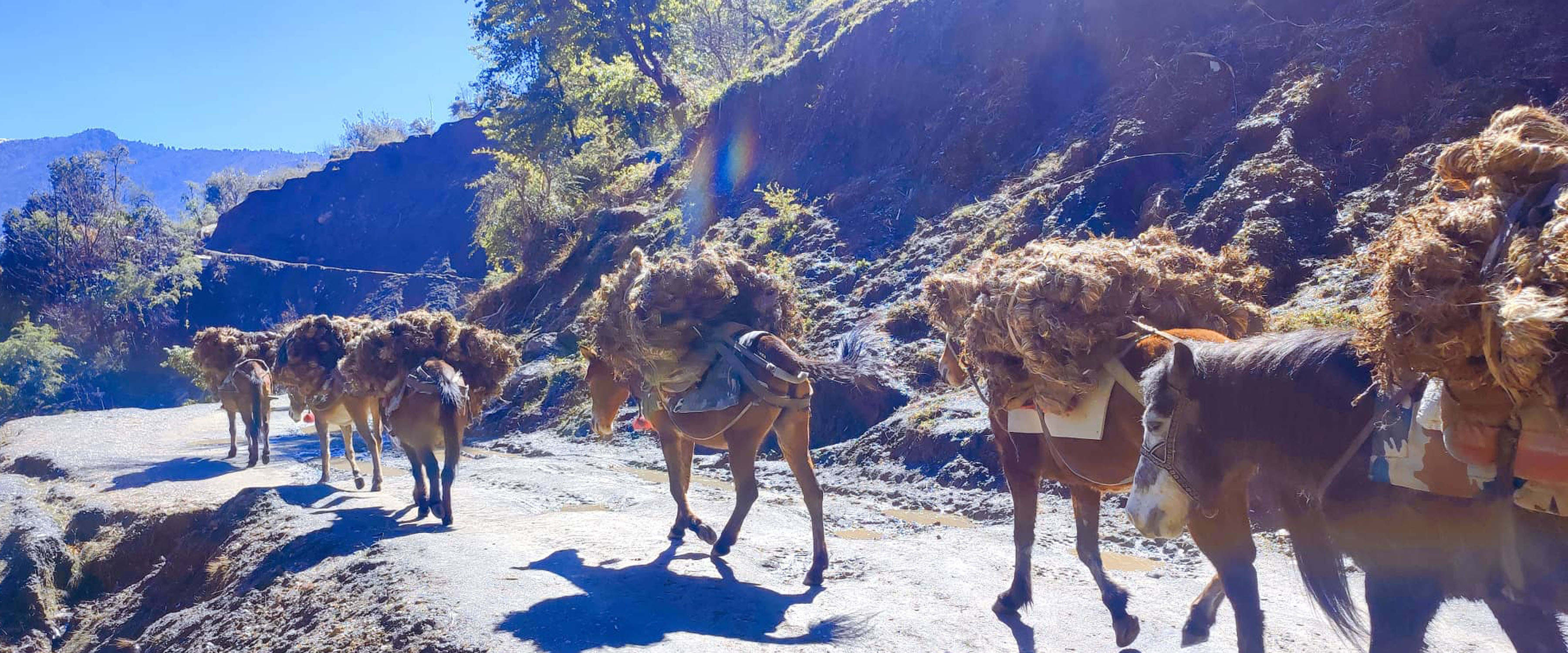 खच्चडमार्फत अल्लो ढुवानी