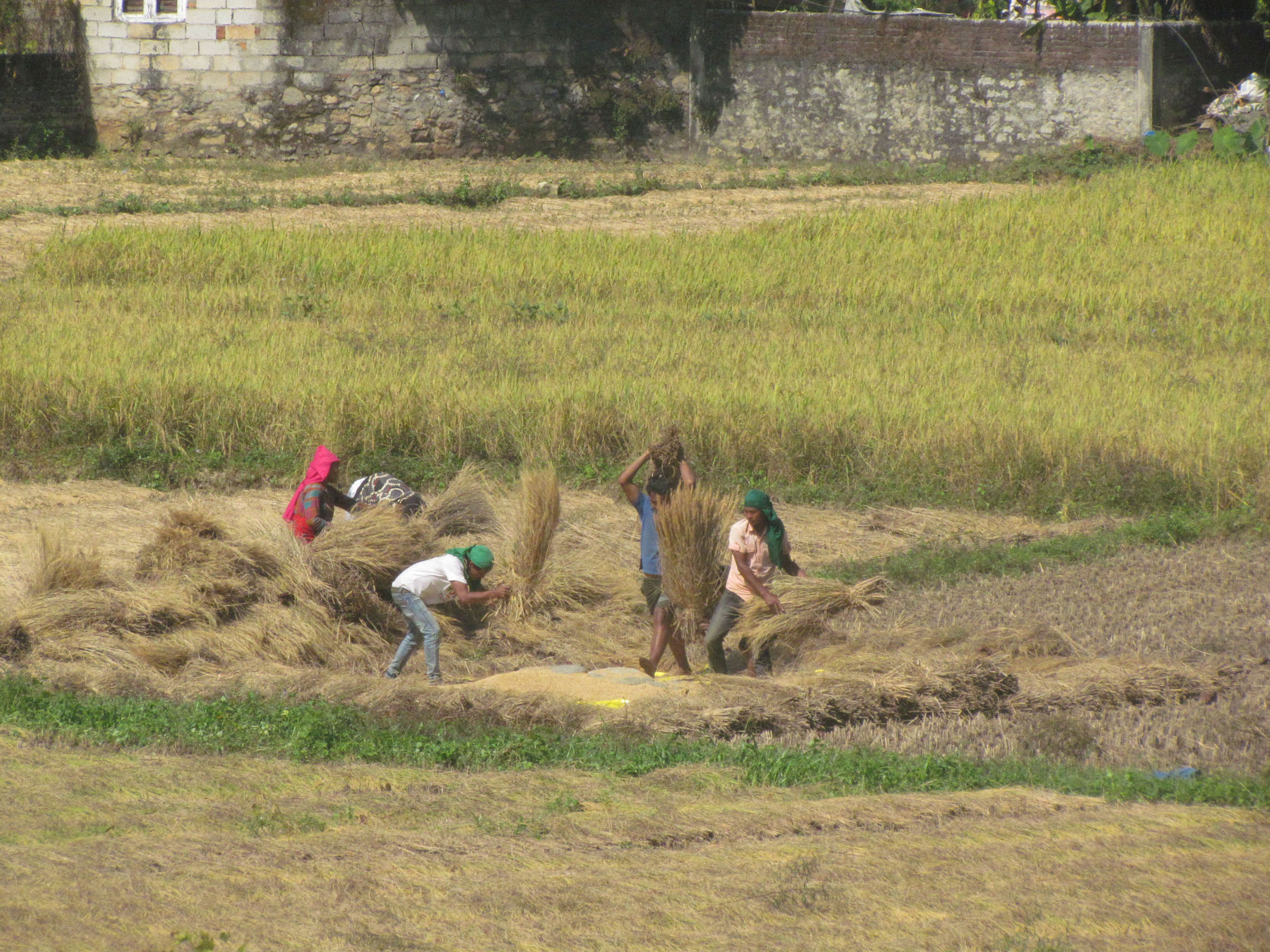धान भित्र्याउने चटारो