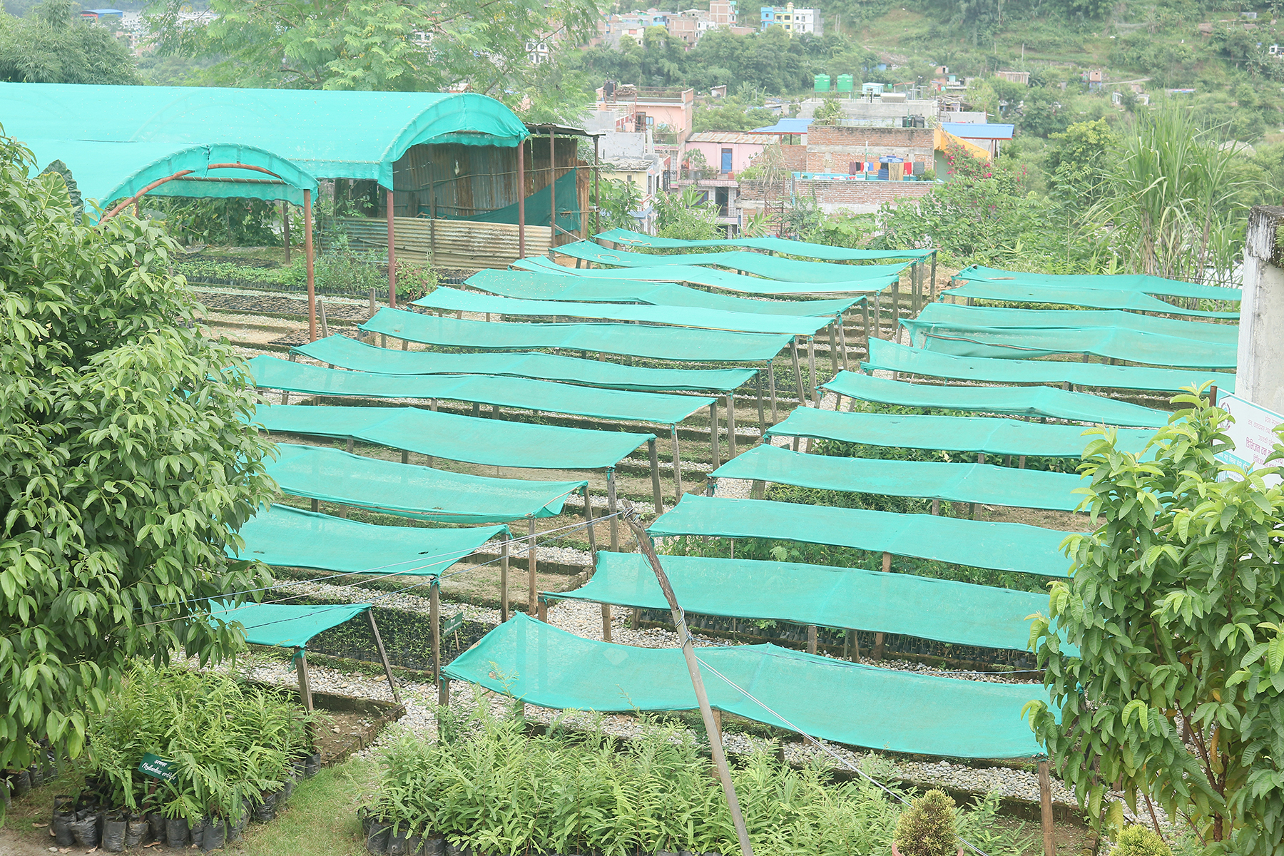 नर्सरी