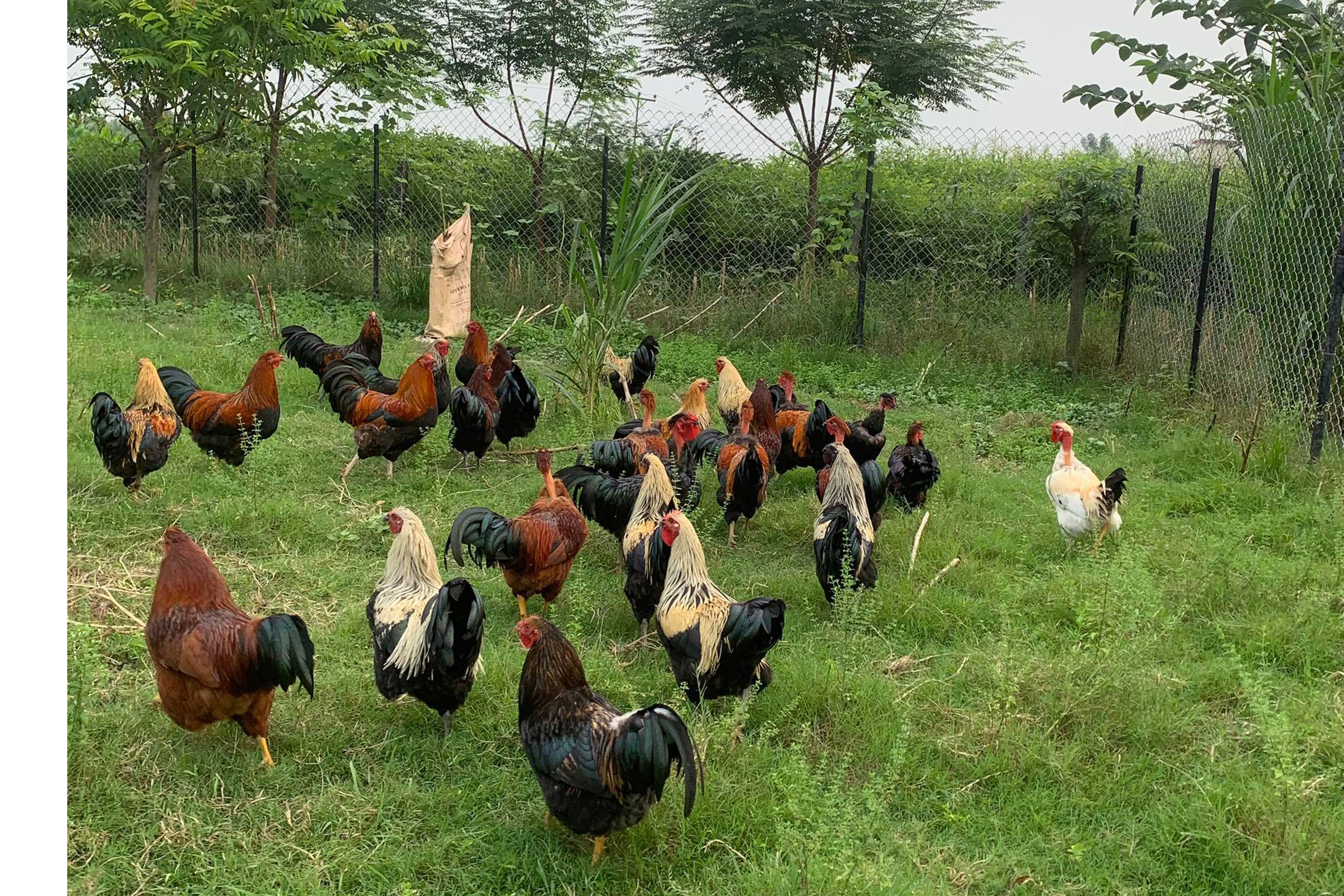 दाङमा फस्टाउँदै बधिया भाले पालन
