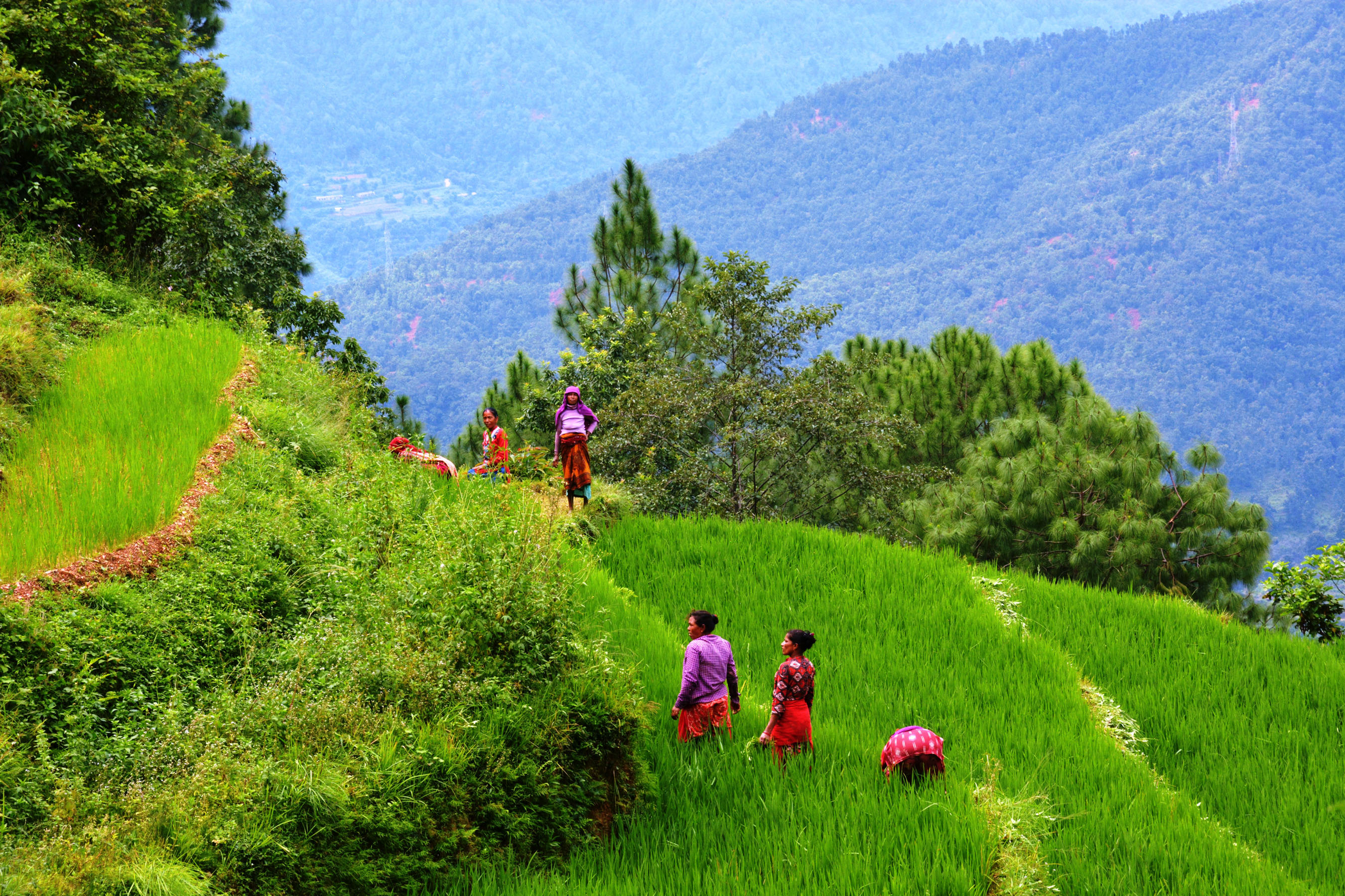 धानखेतमा किसान