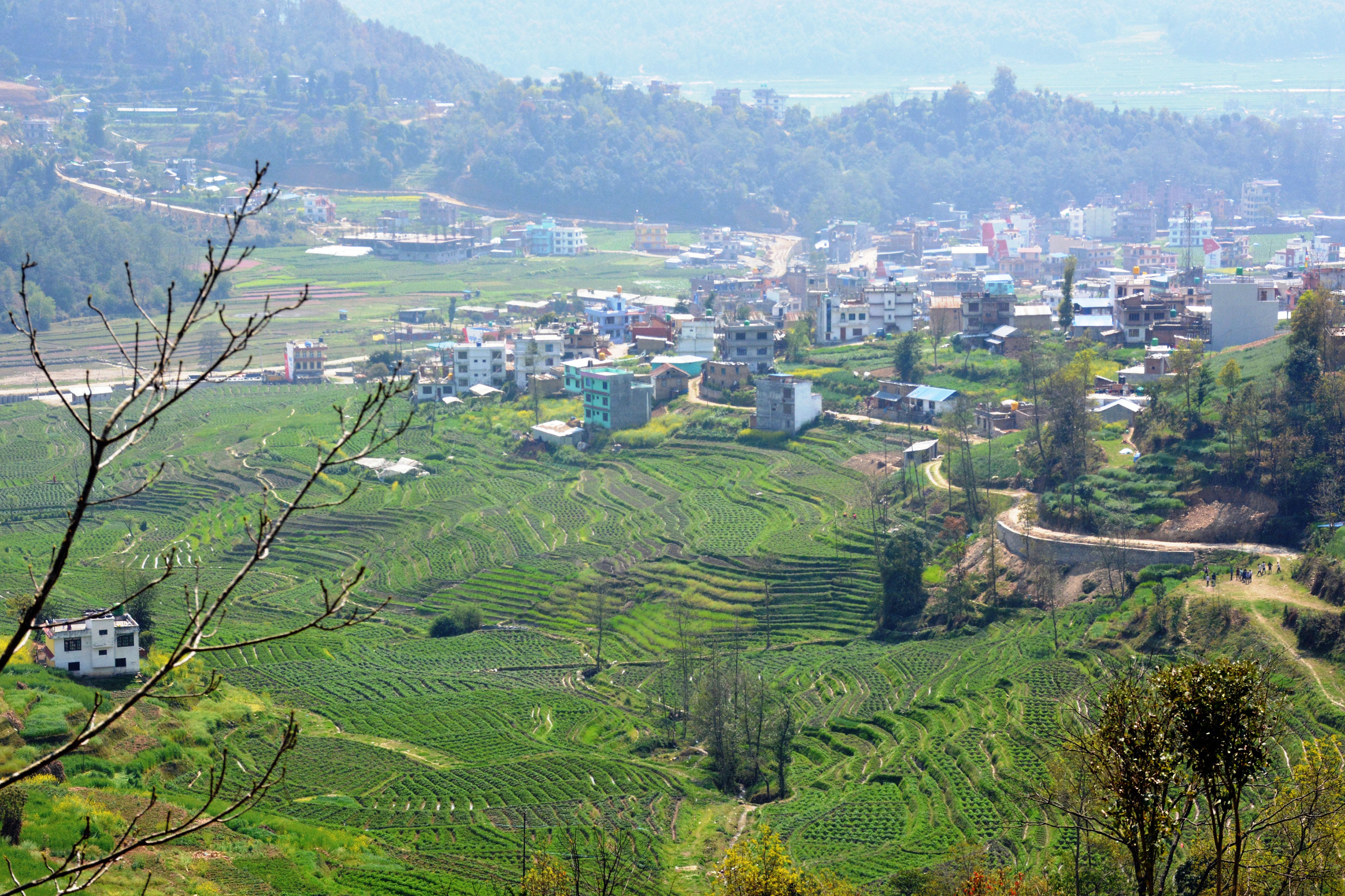 आलुबाली