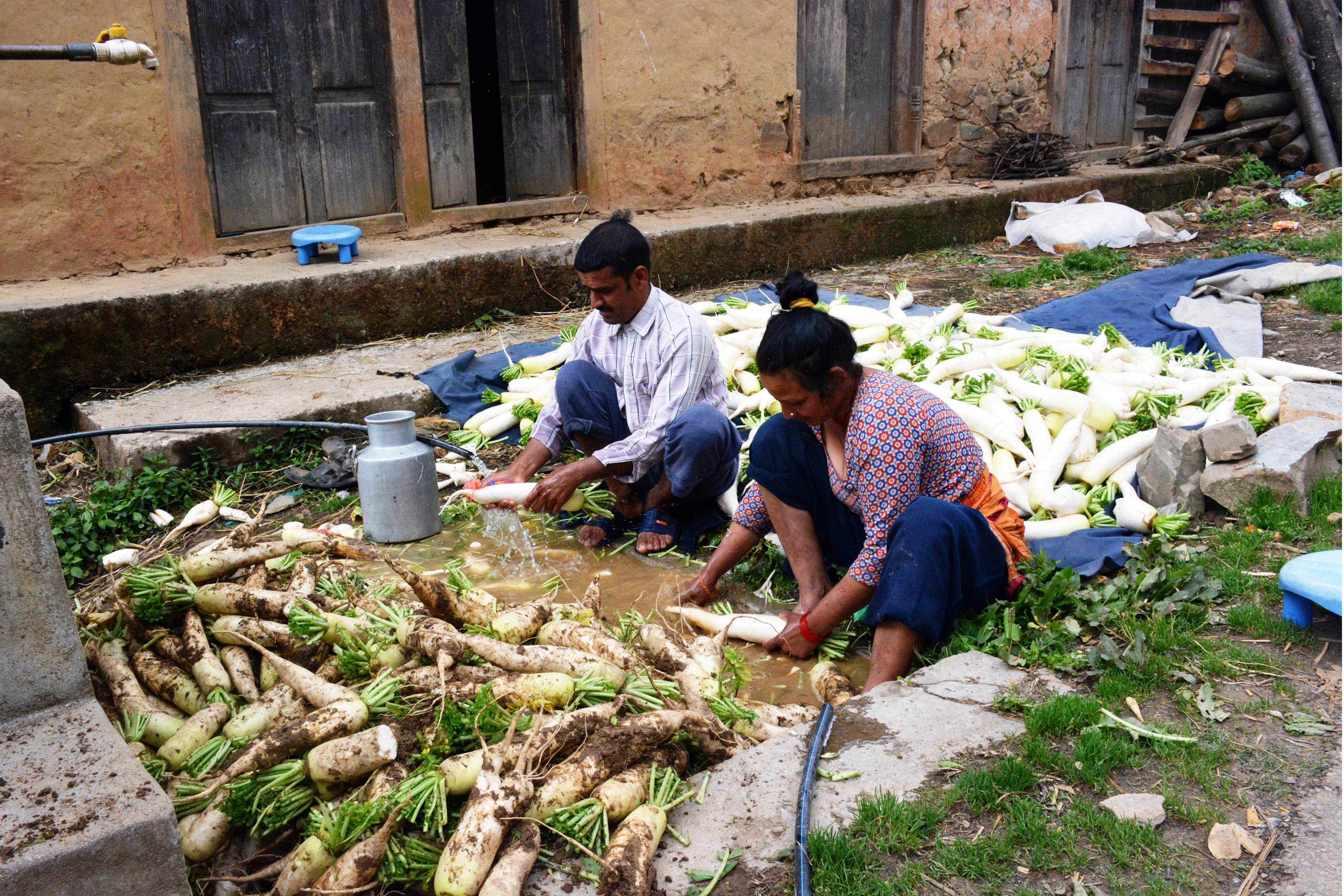 मुला सफा गर्दै किसान