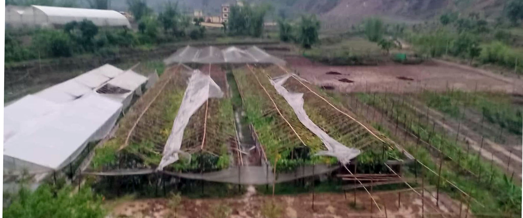 हावाहुरीबाट कृषि फार्ममा क्षति