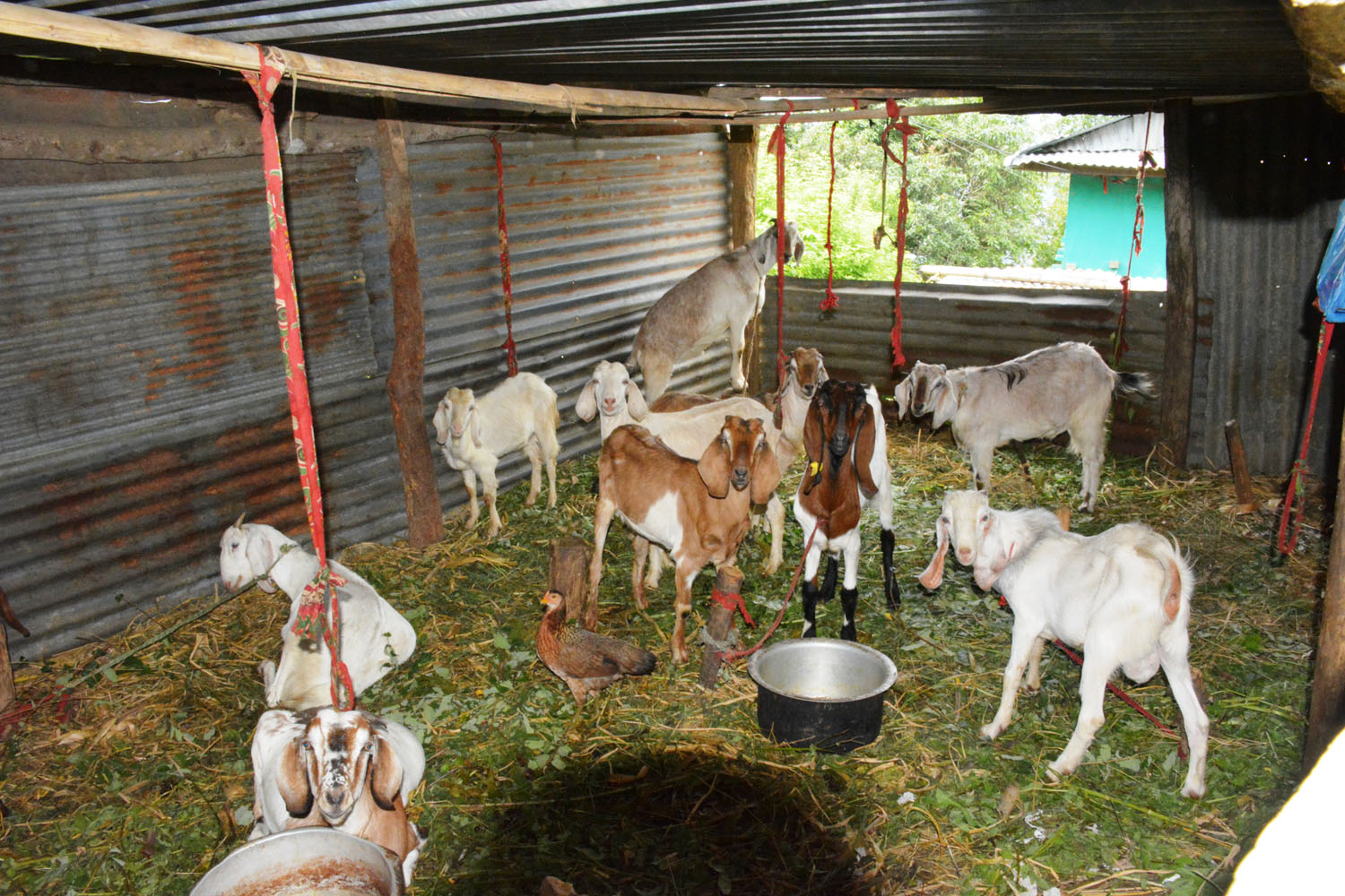 टहरामा बाख्रापालन